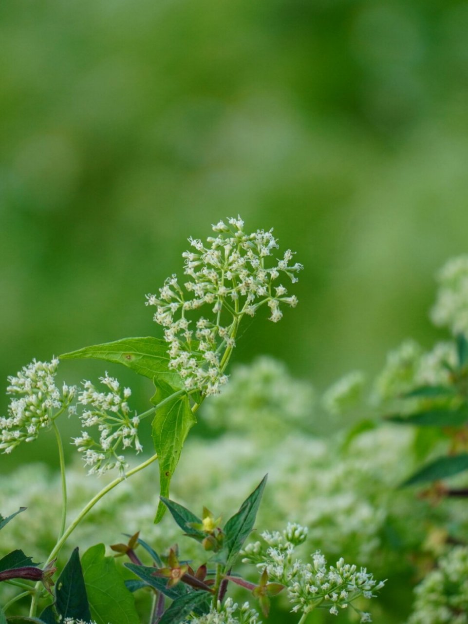 植物笔记269 | 一场"浪漫"的谋杀  【植物档案】微甘菊——菊科假泽兰
