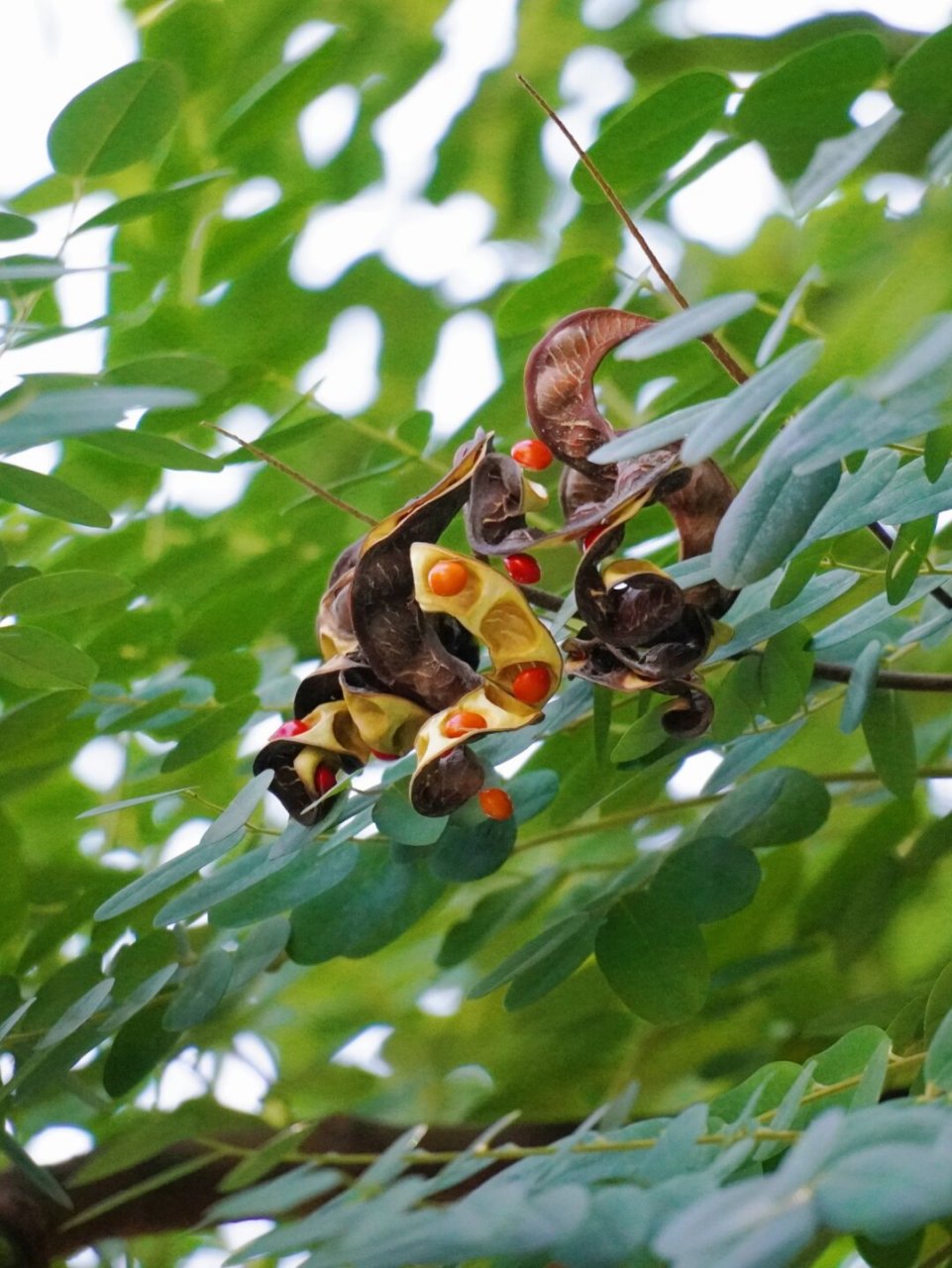 植物笔记222 | 王维诗里的"红豆"  海红豆,豆科海红豆属的一种植物,它
