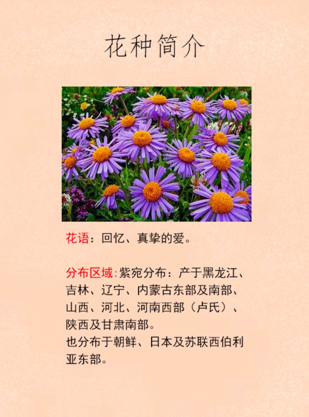 每天认识一种花 之 紫宛