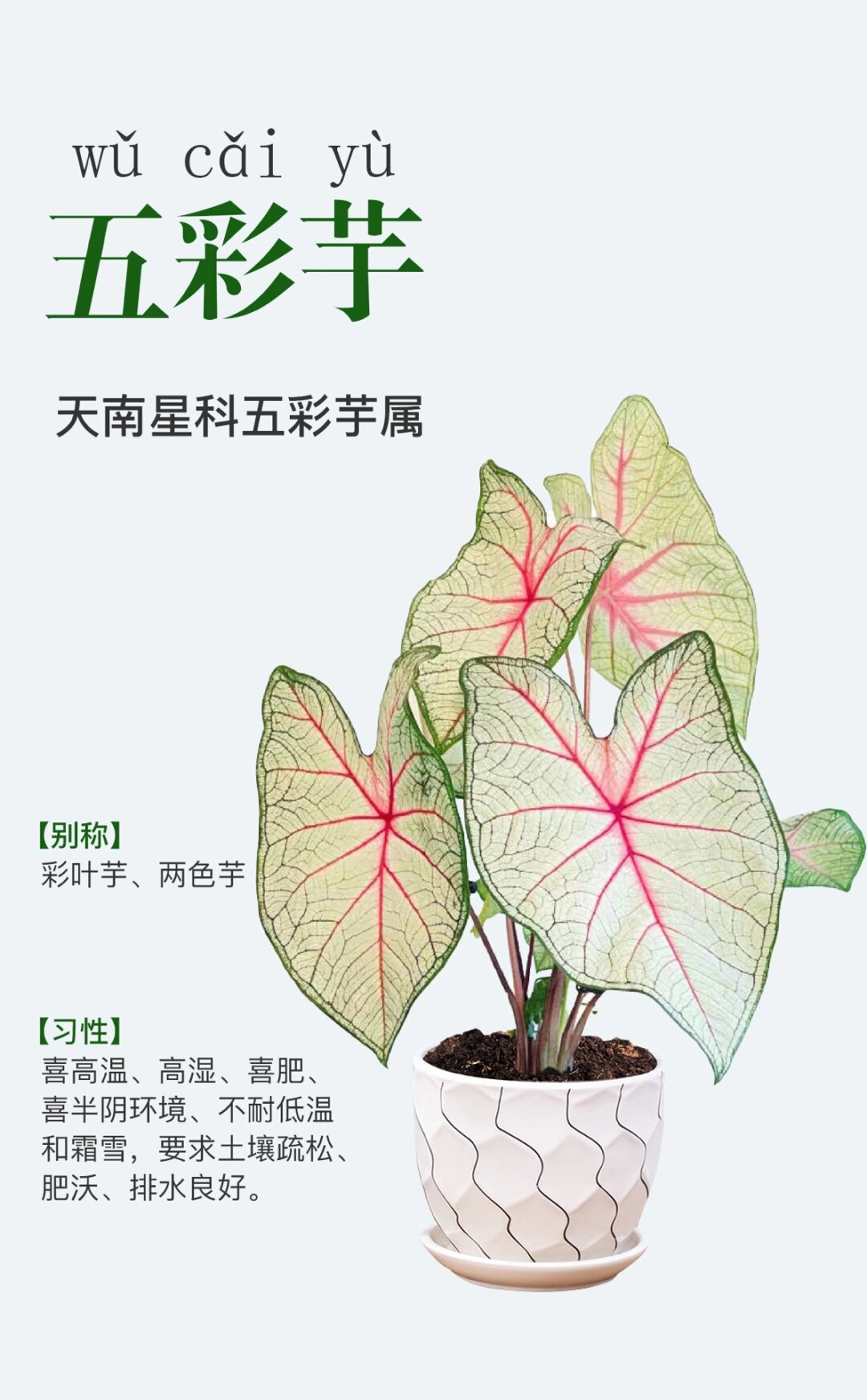 它的花语寓意为"永不相见".