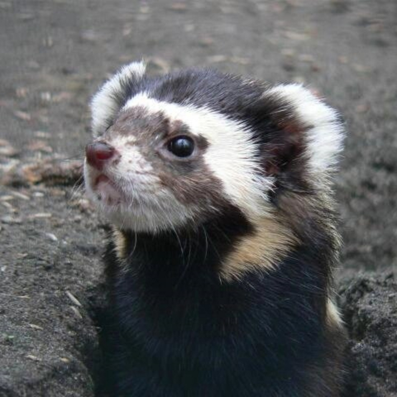 一种有趣动物|虎鼬  虎鼬,别名花地狗,臭狗子,英文名 marbled polecat