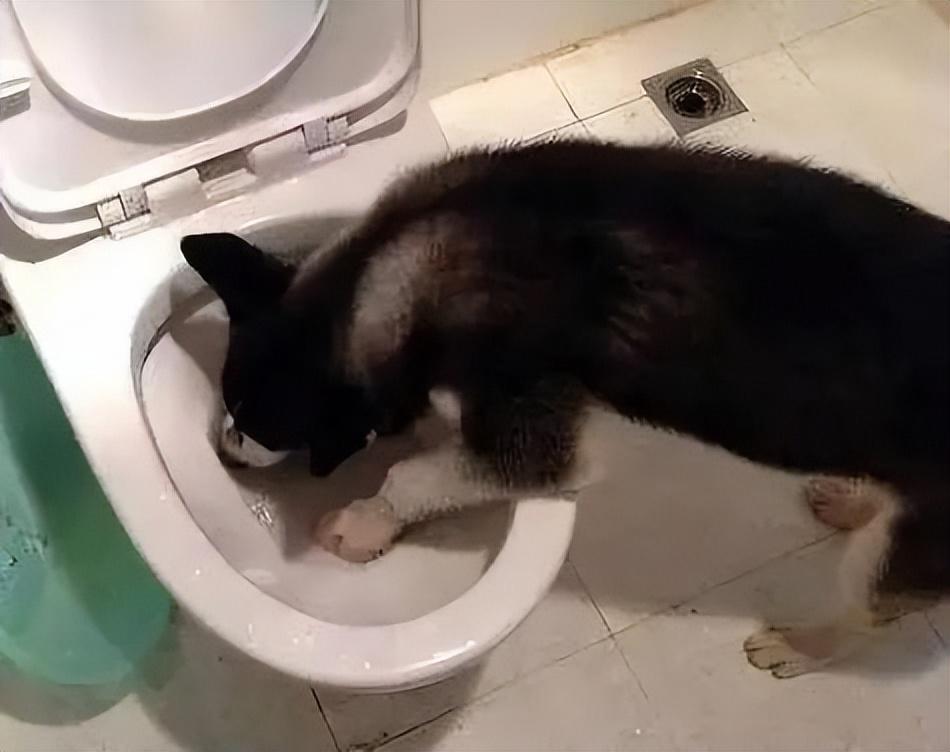 狗狗隐蔽排泄,主人的困扰与专家的建议