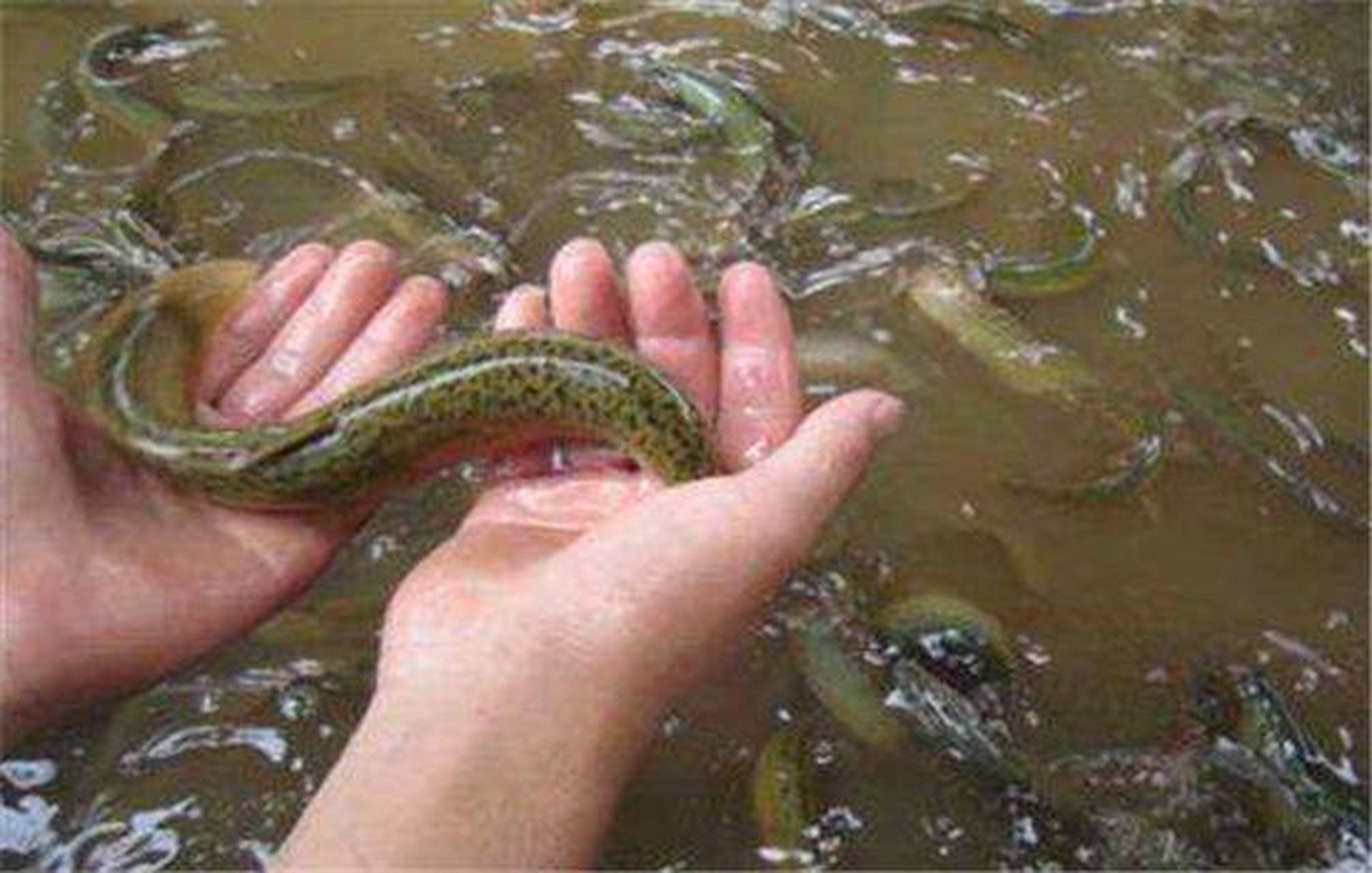 梦境之谜,解读梦见抓鱼和泥鳅的深层含义 梦境之谜,解读梦见抓鱼和泥鳅的深层含义