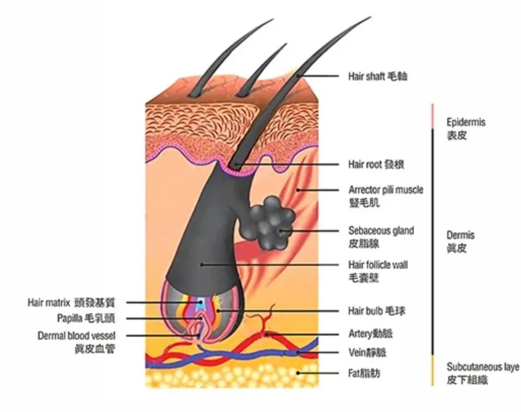 —永保健康·智慧生发毛囊克隆技术!