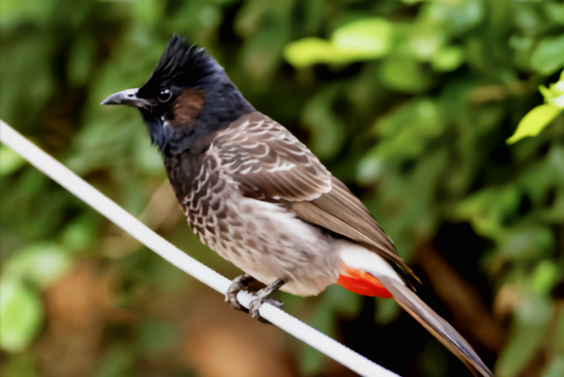 跨年创作挑战赛# 黑喉红臀鹎是生活在亚洲中部及南部海拔1000米以下