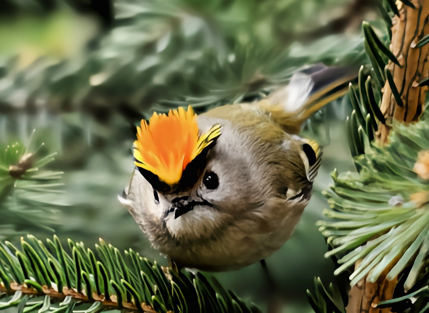 跨年创作挑战赛# 戴菊是卢森堡国鸟,它们是除蜂鸟外体型最小的鸟类之