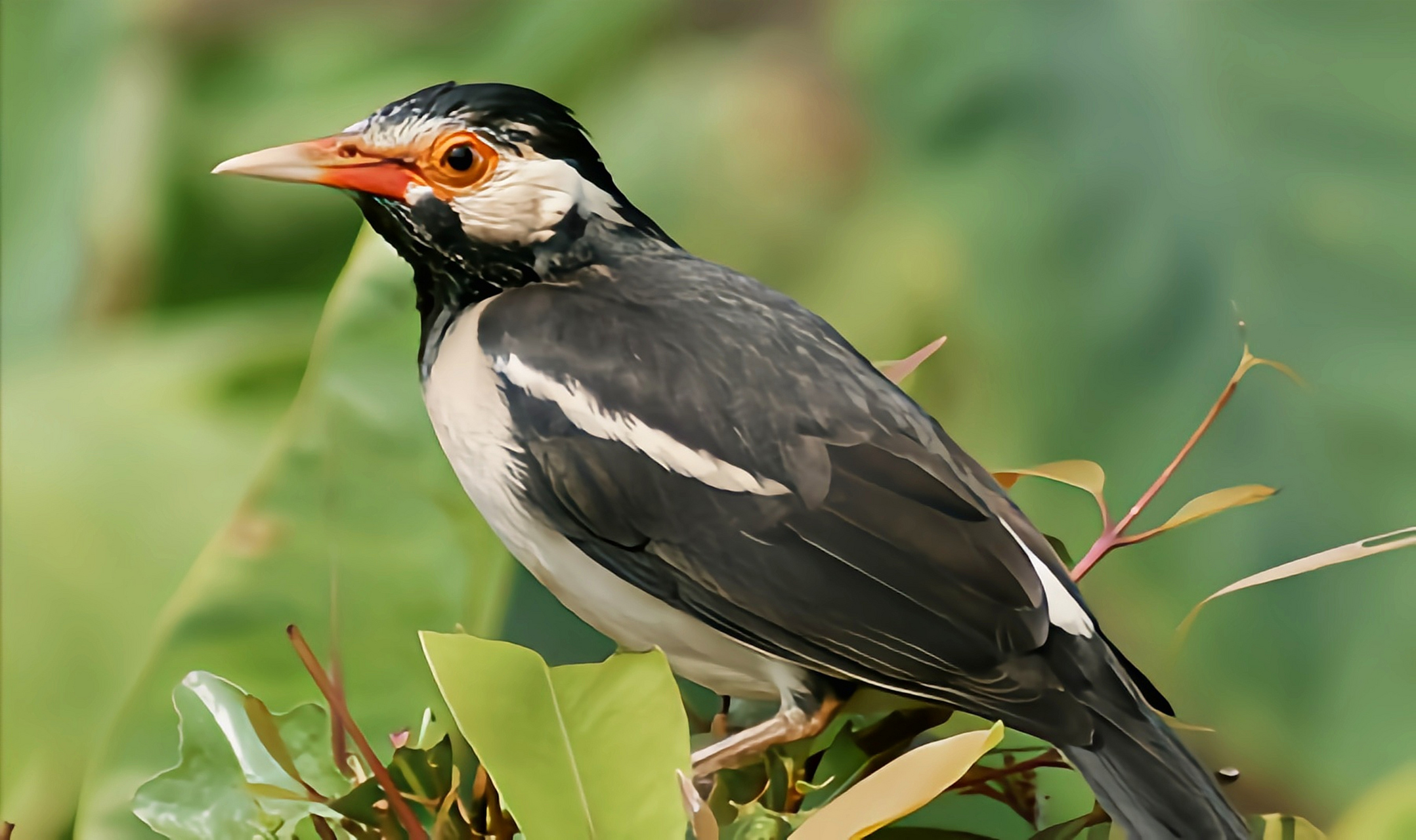 跨年创作挑战赛# 斑椋鸟是雀形目中型鸟类,共五个亚种.