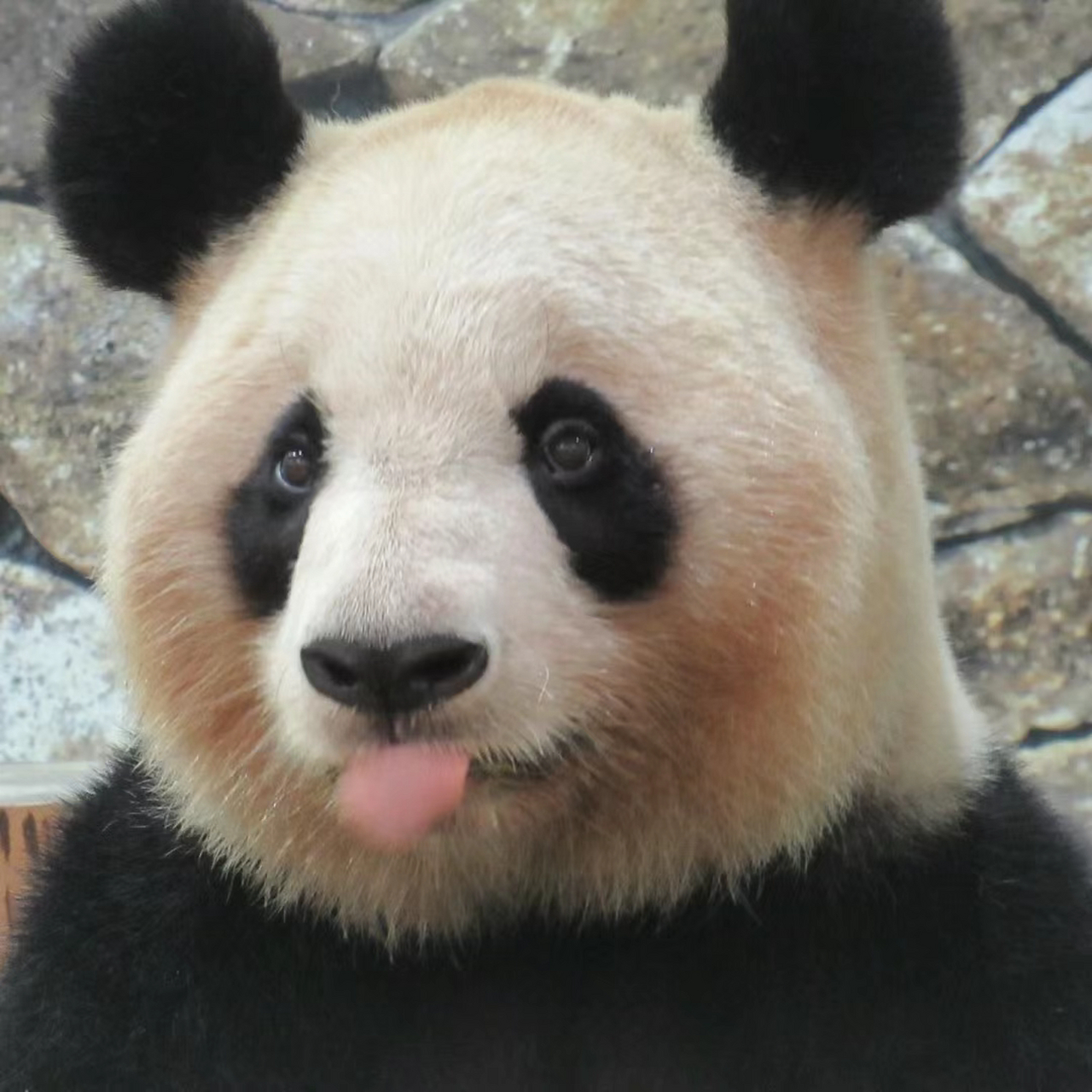 外婆熊,良浜! 总是委屈巴巴的样子[左捂脸]