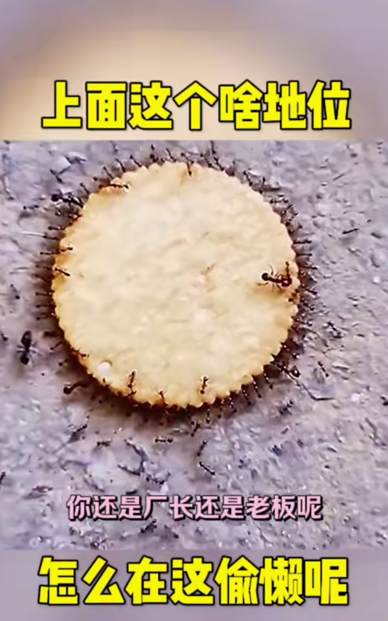 动物界的天花板!蚂蚁搬饼干,有干活的有坐轿的[嘿哈]