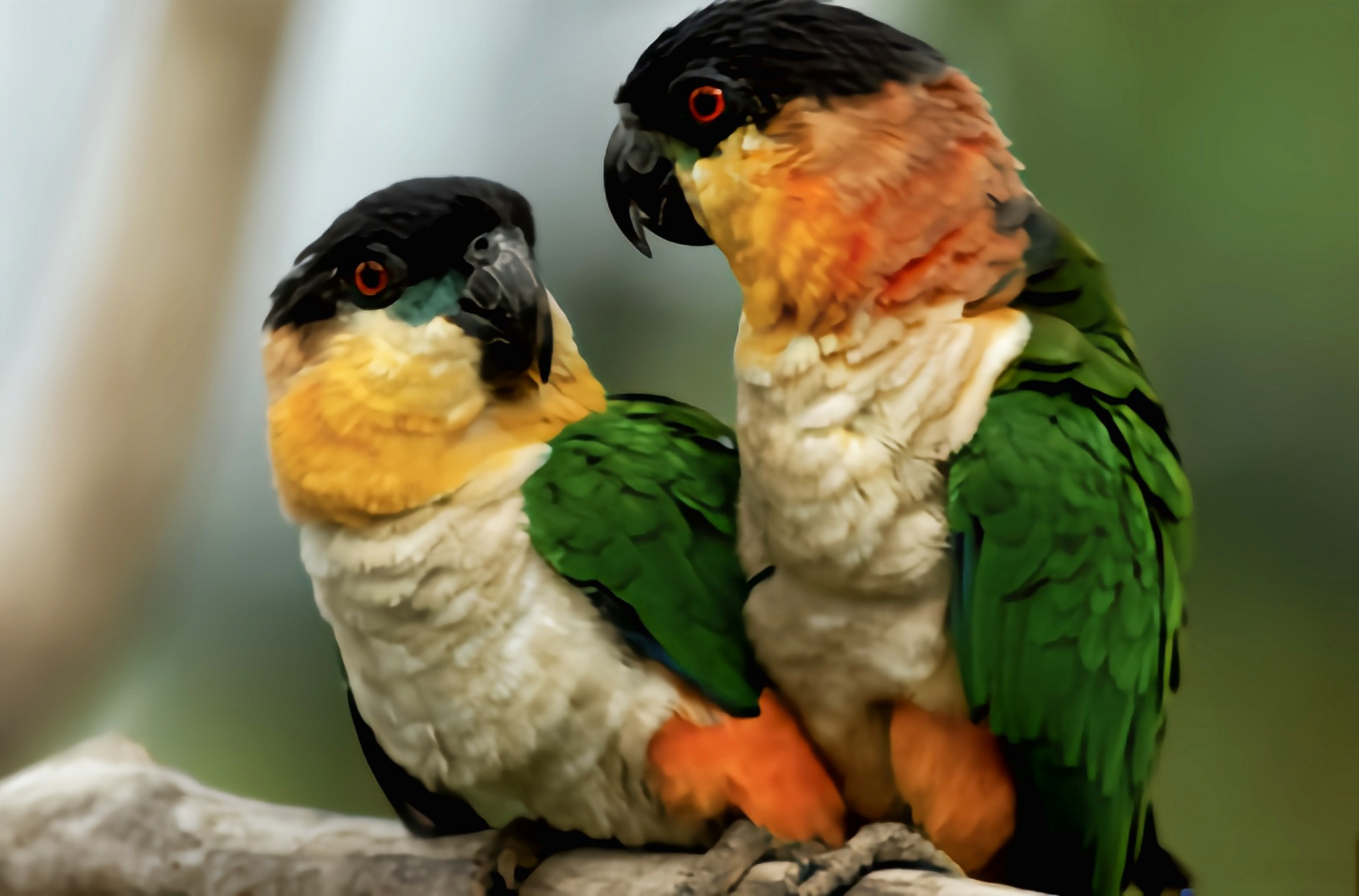 跨年创作挑战赛# 黑头凯克鹦鹉是典型的攀禽,雌雄相似,共有2个亚种.