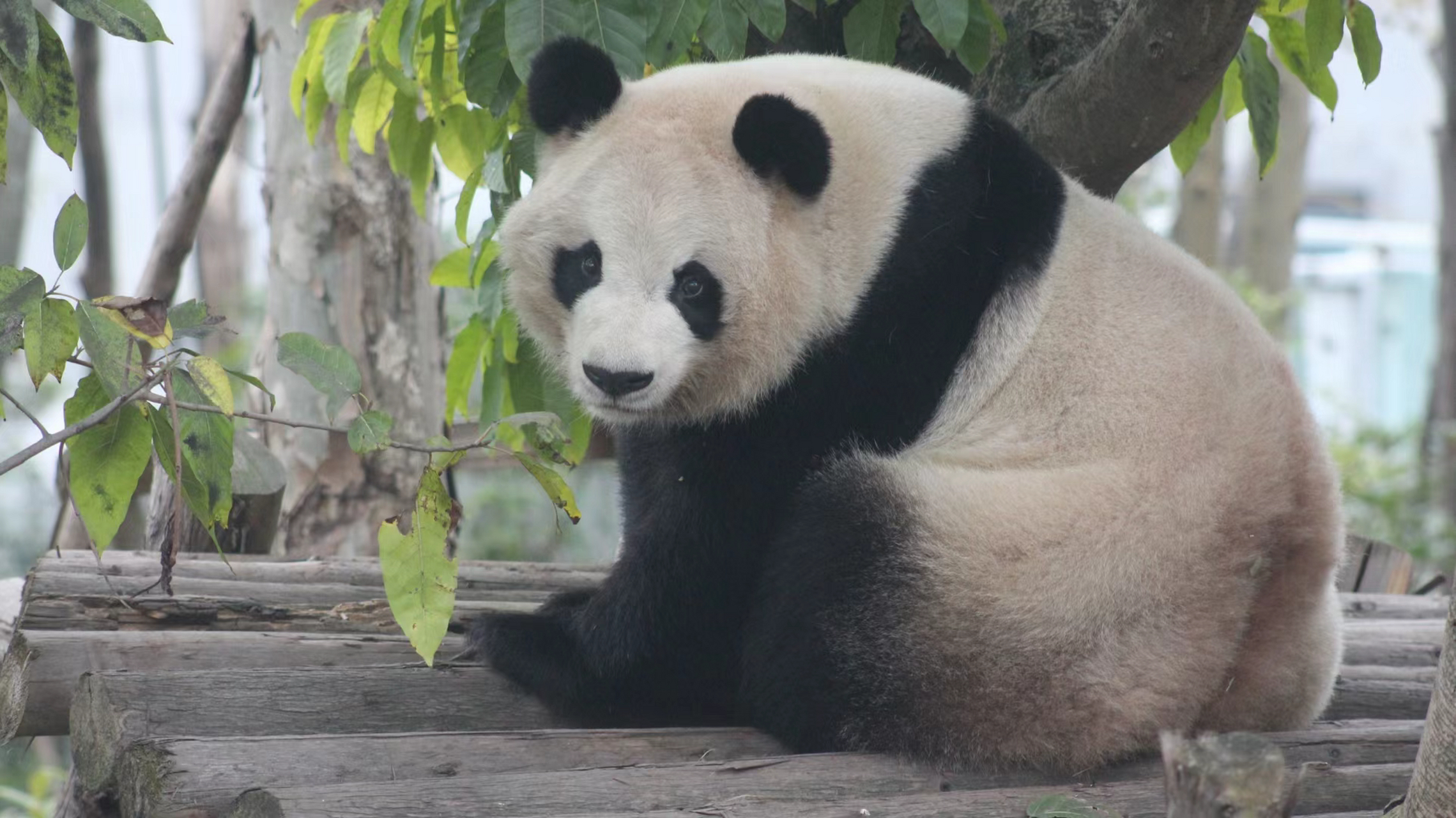 奇缘! 谁家外婆熊还长得这么奶呼呼的呀?