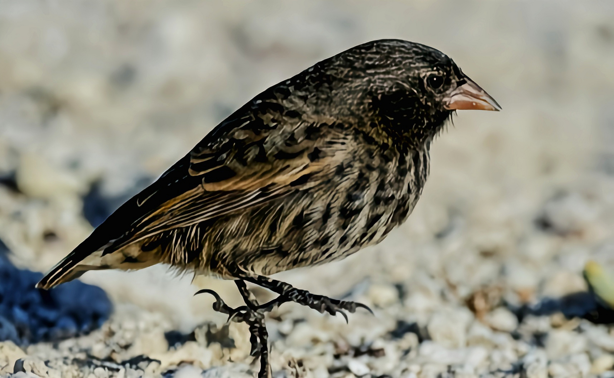 #跨年创作挑战赛# 尖嘴地雀又名吸血雀,是小型地栖性鸟类.它最初与某