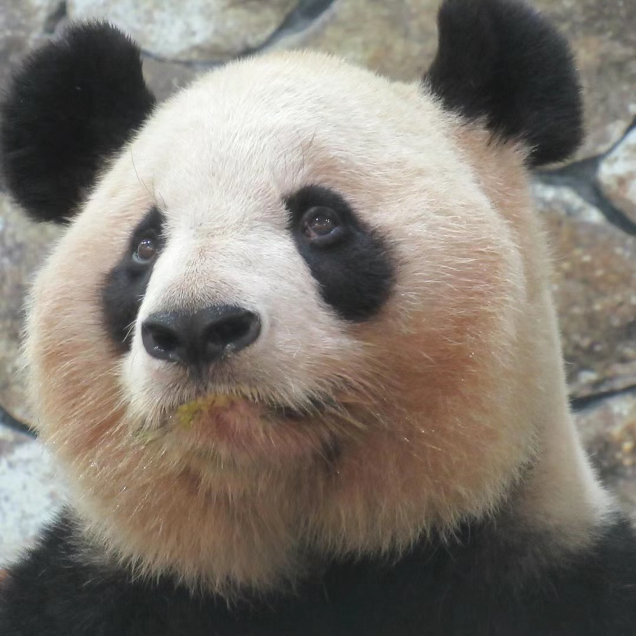 外婆熊,良浜! 总是委屈巴巴的样子[左捂脸]