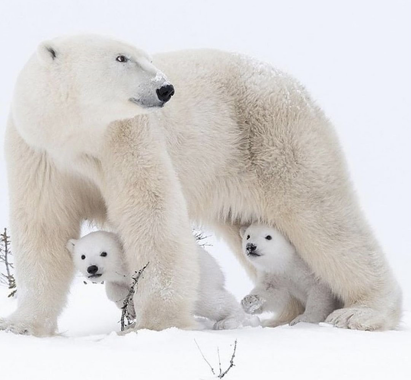 北极熊妈妈和两只小北极熊宝宝,好有爱呀!