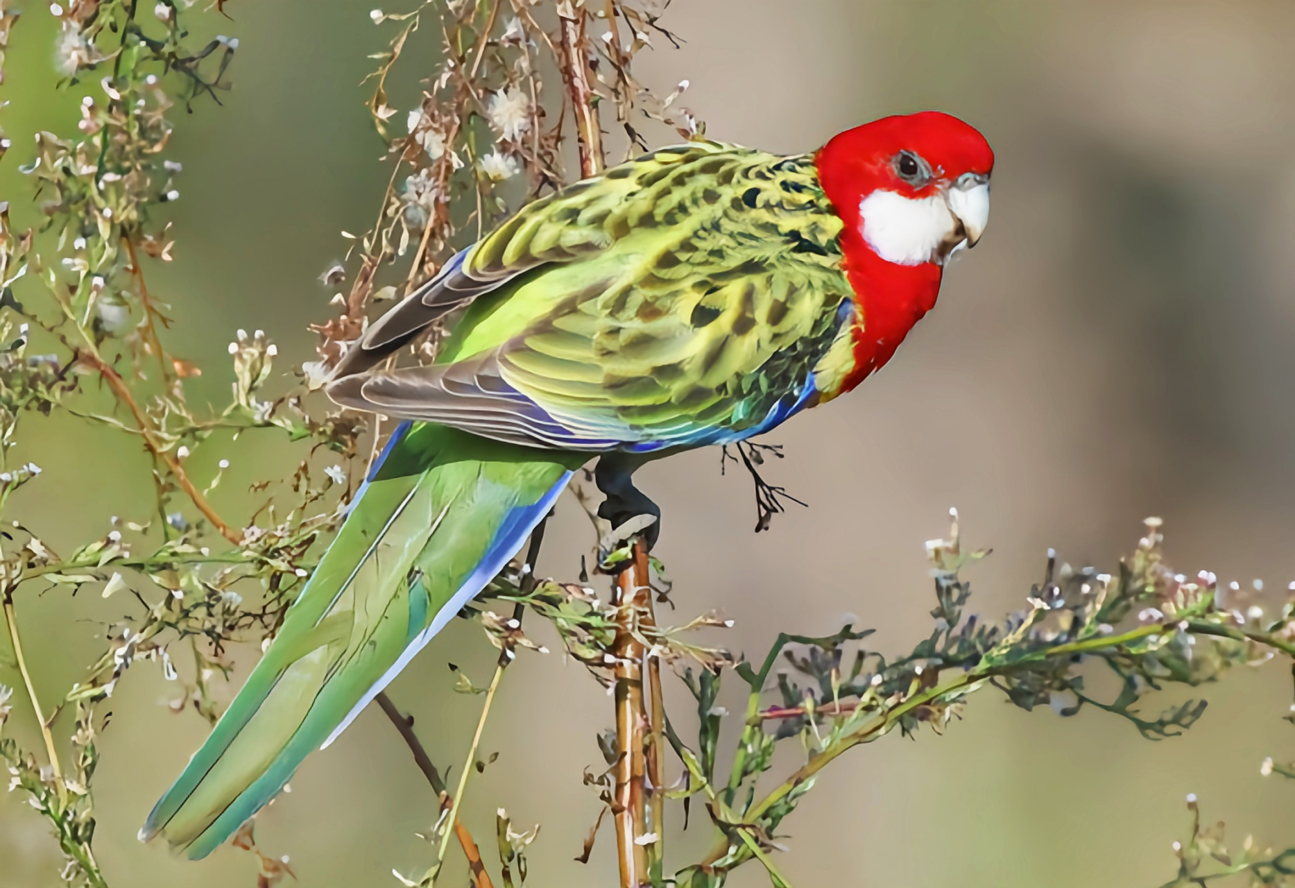 跨年创作挑战赛# 东玫瑰鹦鹉别名七草鹦鹉,是国内外常见的宠物浦种