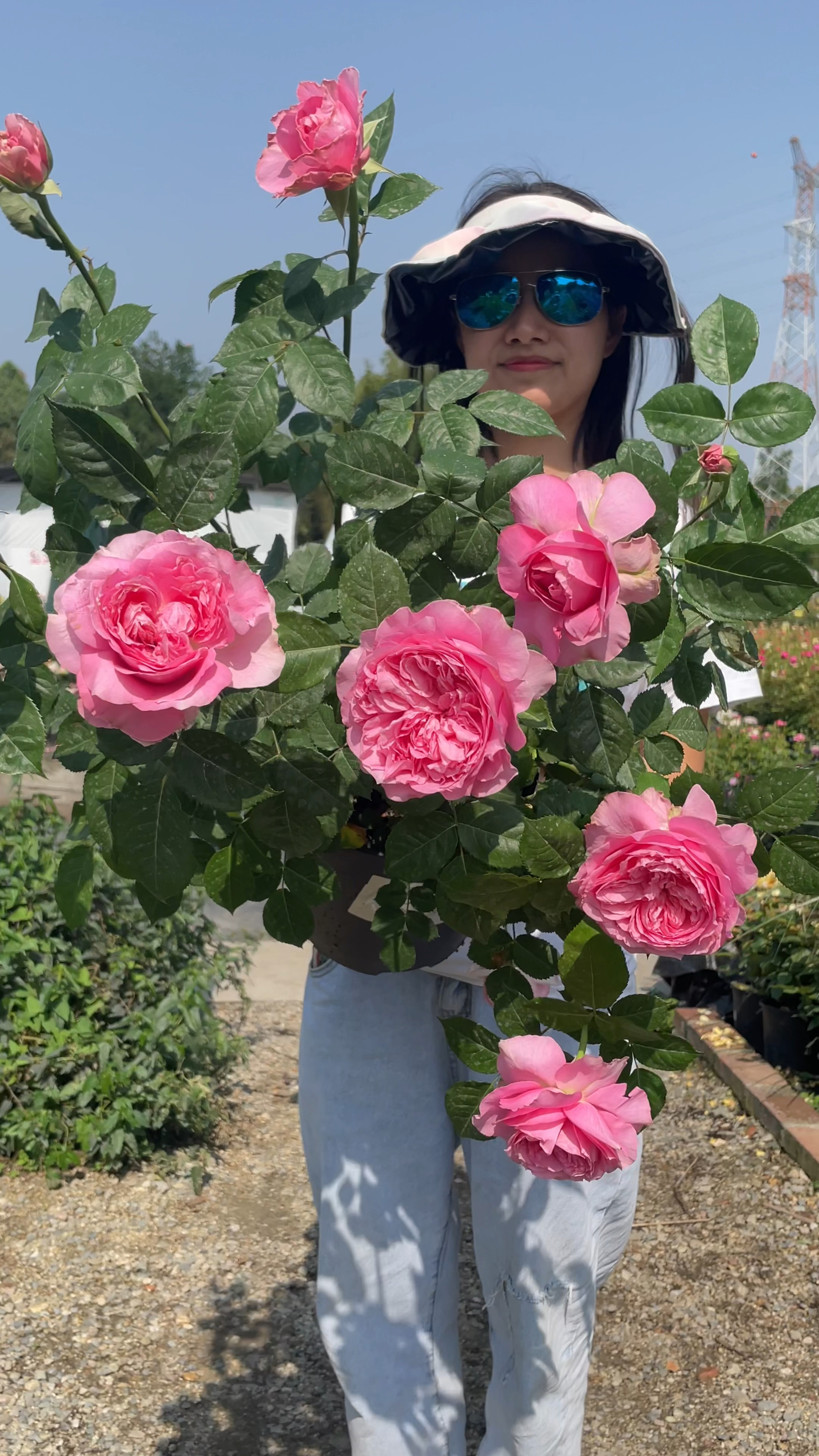 美声唱法一款来源自粉色的高灌木月季品种开粉色超大花超级勤花耐热性