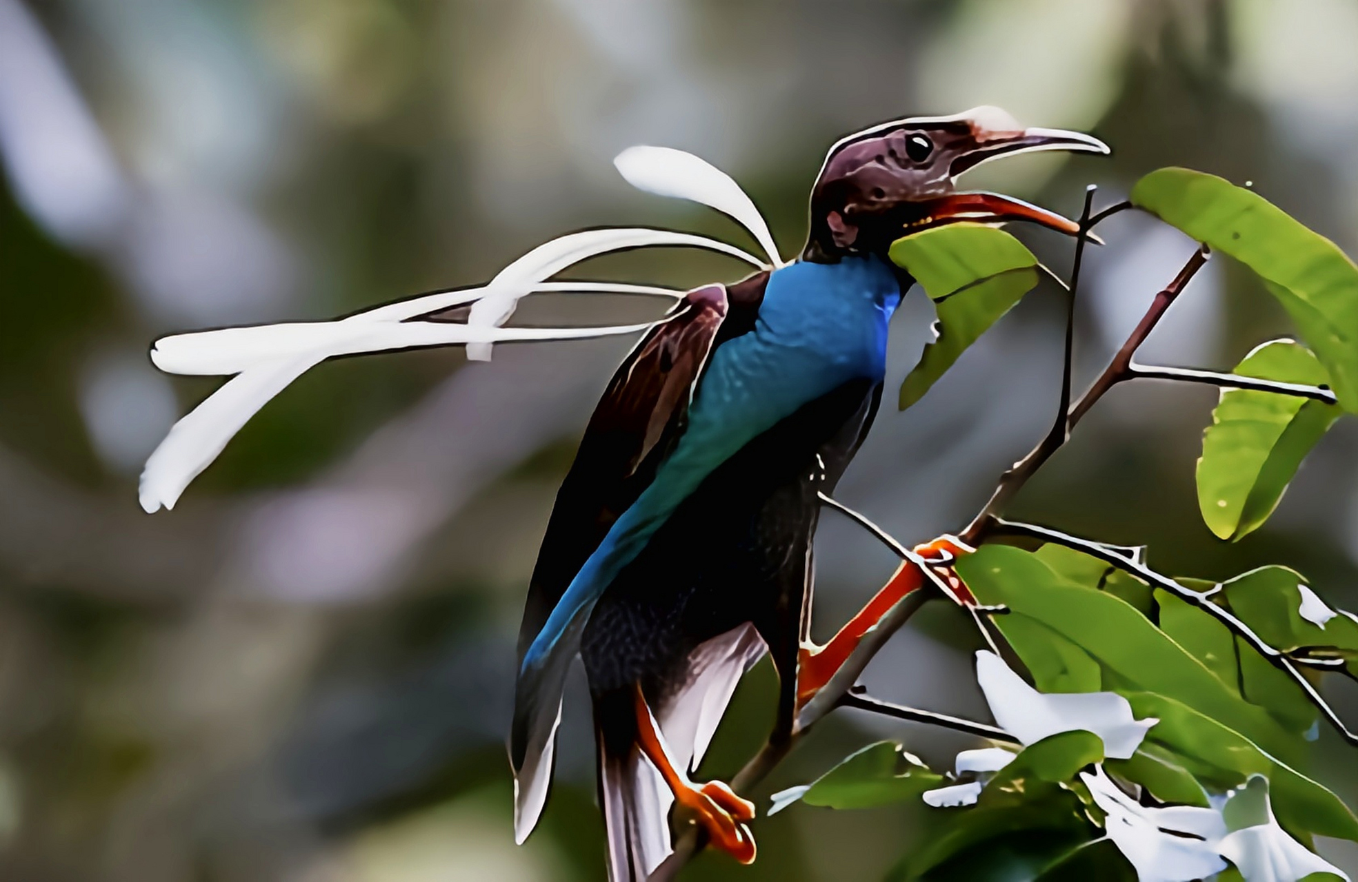 跨年创作挑战赛# 幡羽极乐鸟分布于华莱士区以东,巴布亚新几内亚以西