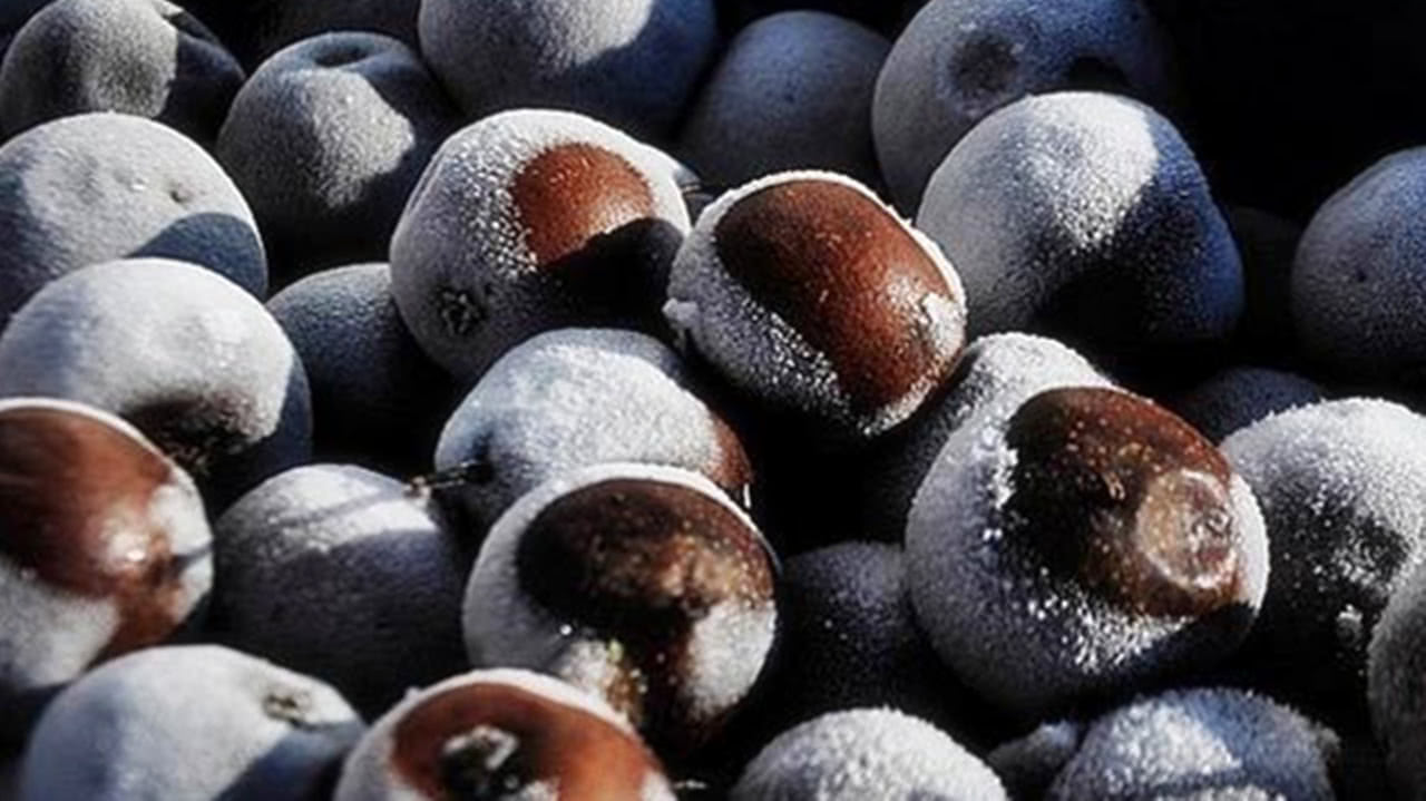 社论:冻梨削皮?东北人咋舌,南北美食历史,地理与人文的交响曲