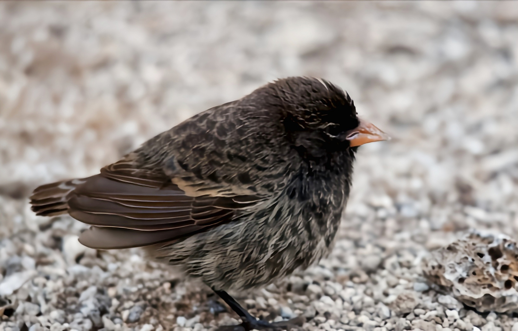 #跨年创作挑战赛# 尖嘴地雀又名吸血雀,是小型地栖性鸟类.它最初与某