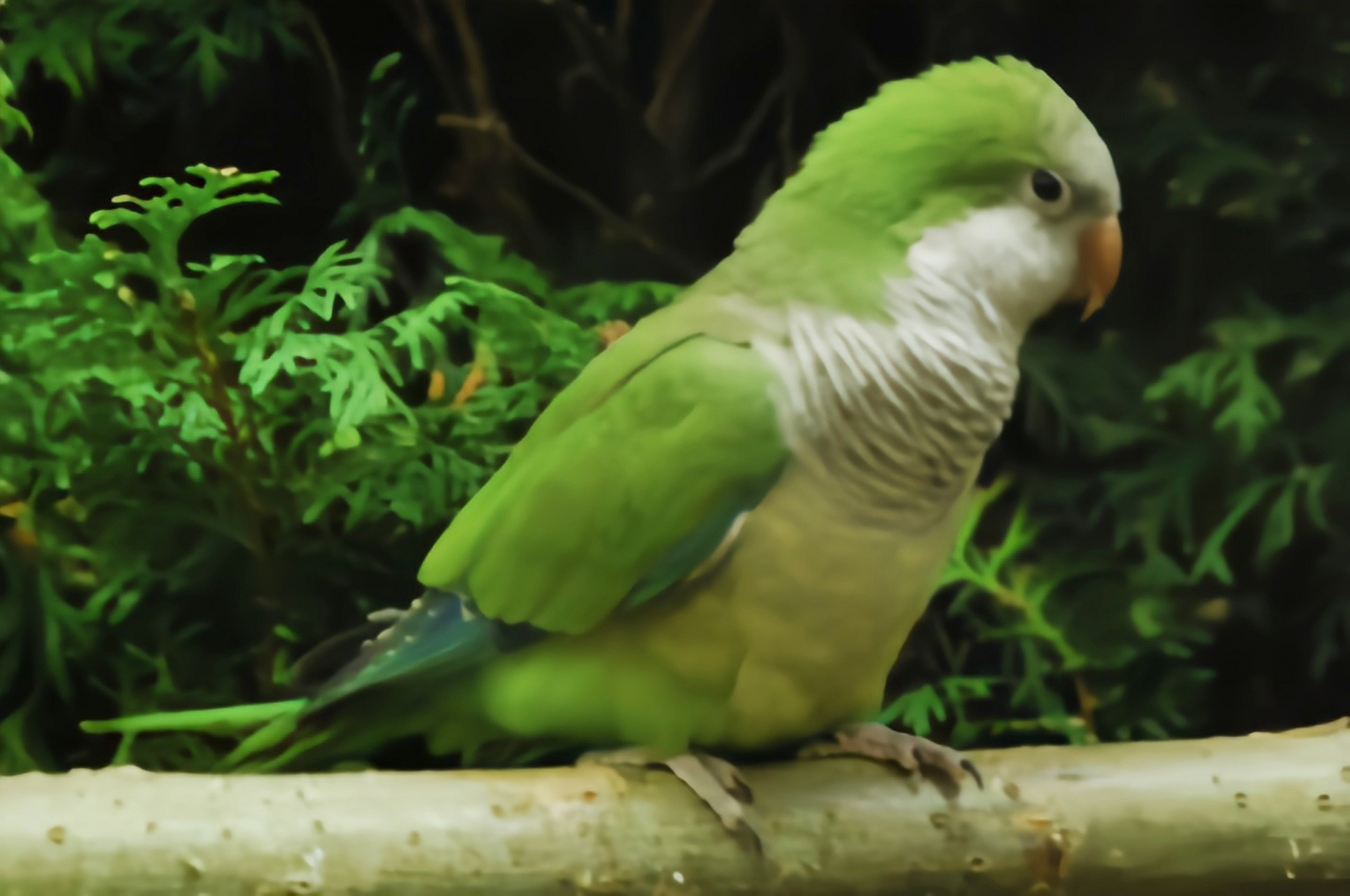 跨年创作挑战赛# 和尚鹦鹉是一种生命力极强的鹦形目鸟类.