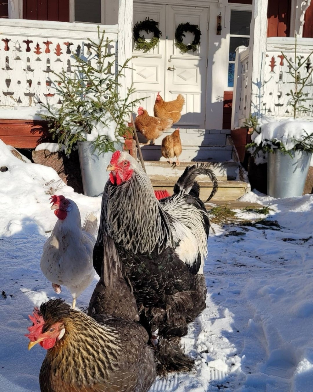 优质作者榜# 雪后的瑞典乡村农场 好热闹啊~08 .