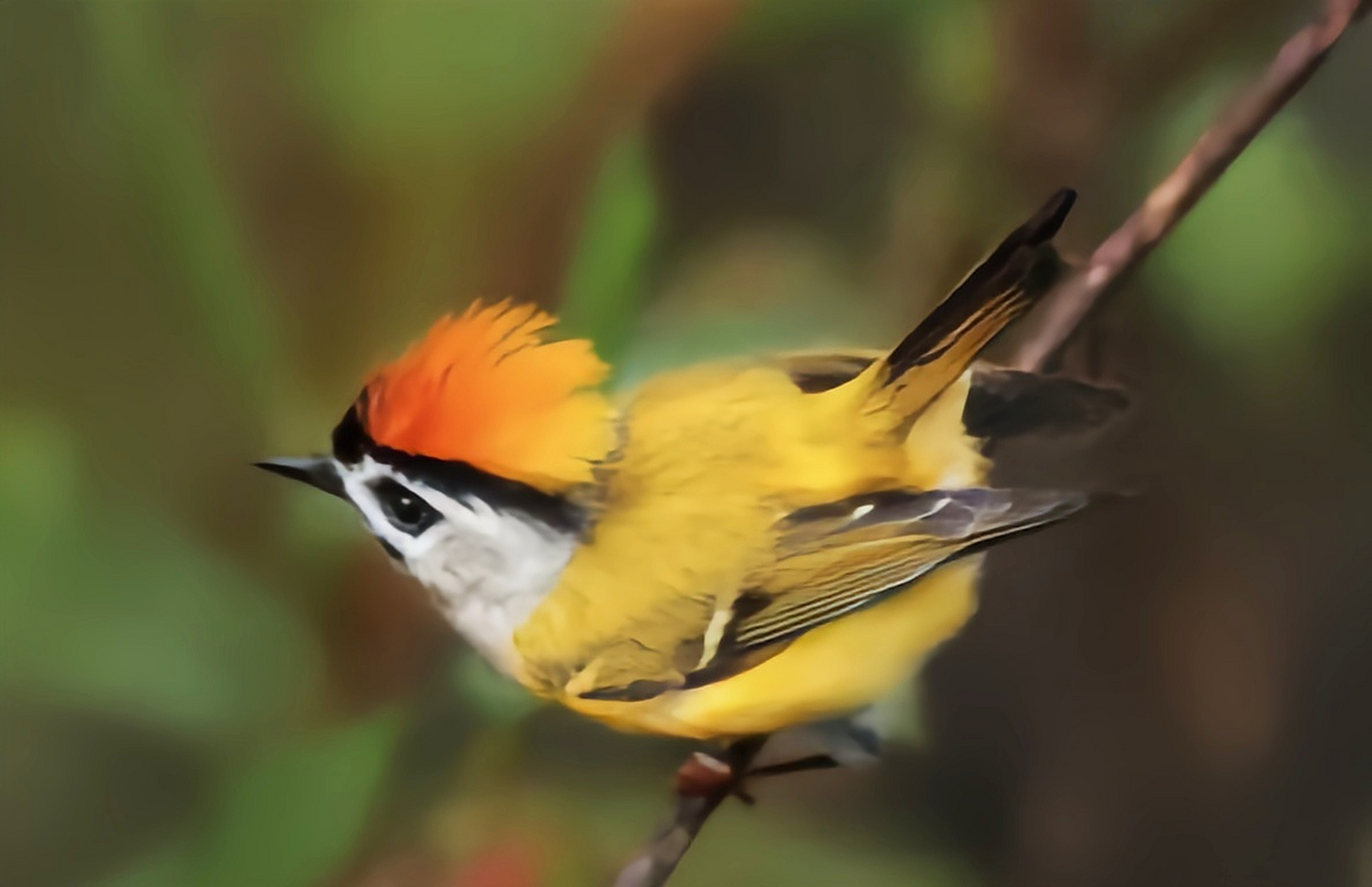 跨年创作挑战赛# 戴菊是卢森堡国鸟,它们是除蜂鸟外体型最小的鸟类之