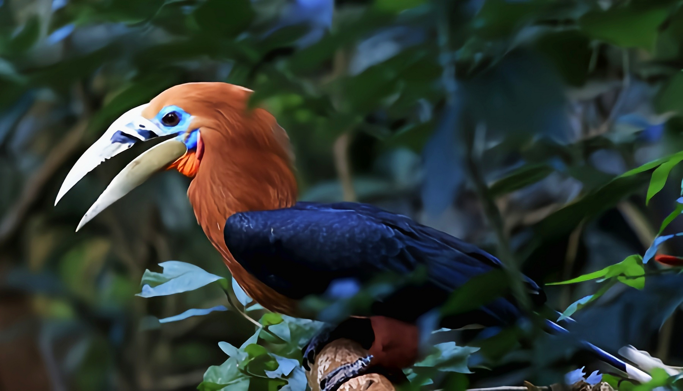 跨年创作挑战赛# 棕颈犀鸟是我国一级重点保护鸟类.