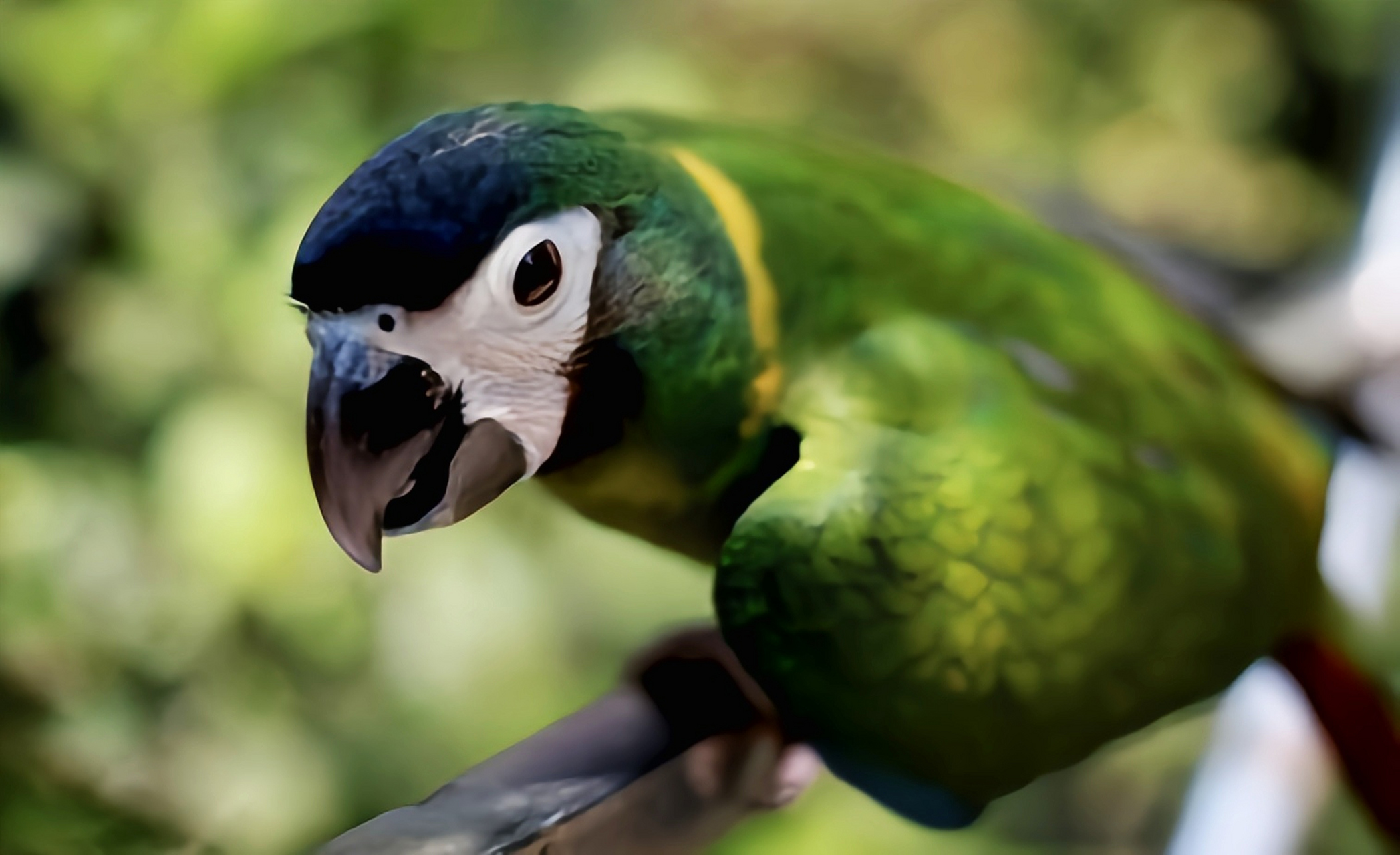 跨年创作挑战赛# 金领金刚鹦鹉生活在南美洲森林及农业耕作区.