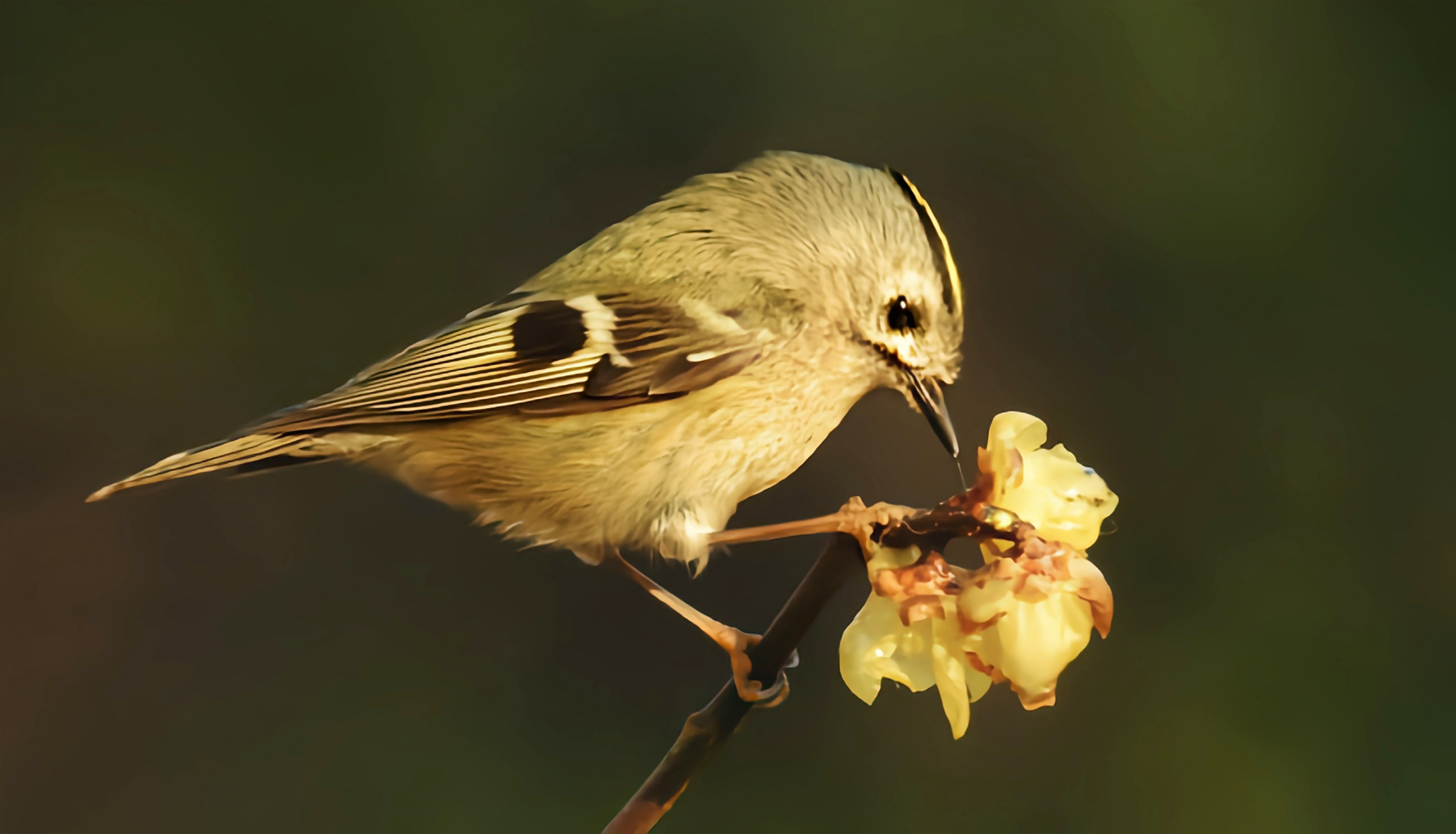 跨年创作挑战赛# 戴菊是卢森堡国鸟,它们是除蜂鸟外体型最小的鸟类之