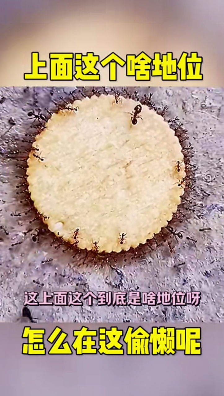 动物界的天花板!蚂蚁搬饼干,有干活的有坐轿的[嘿哈]