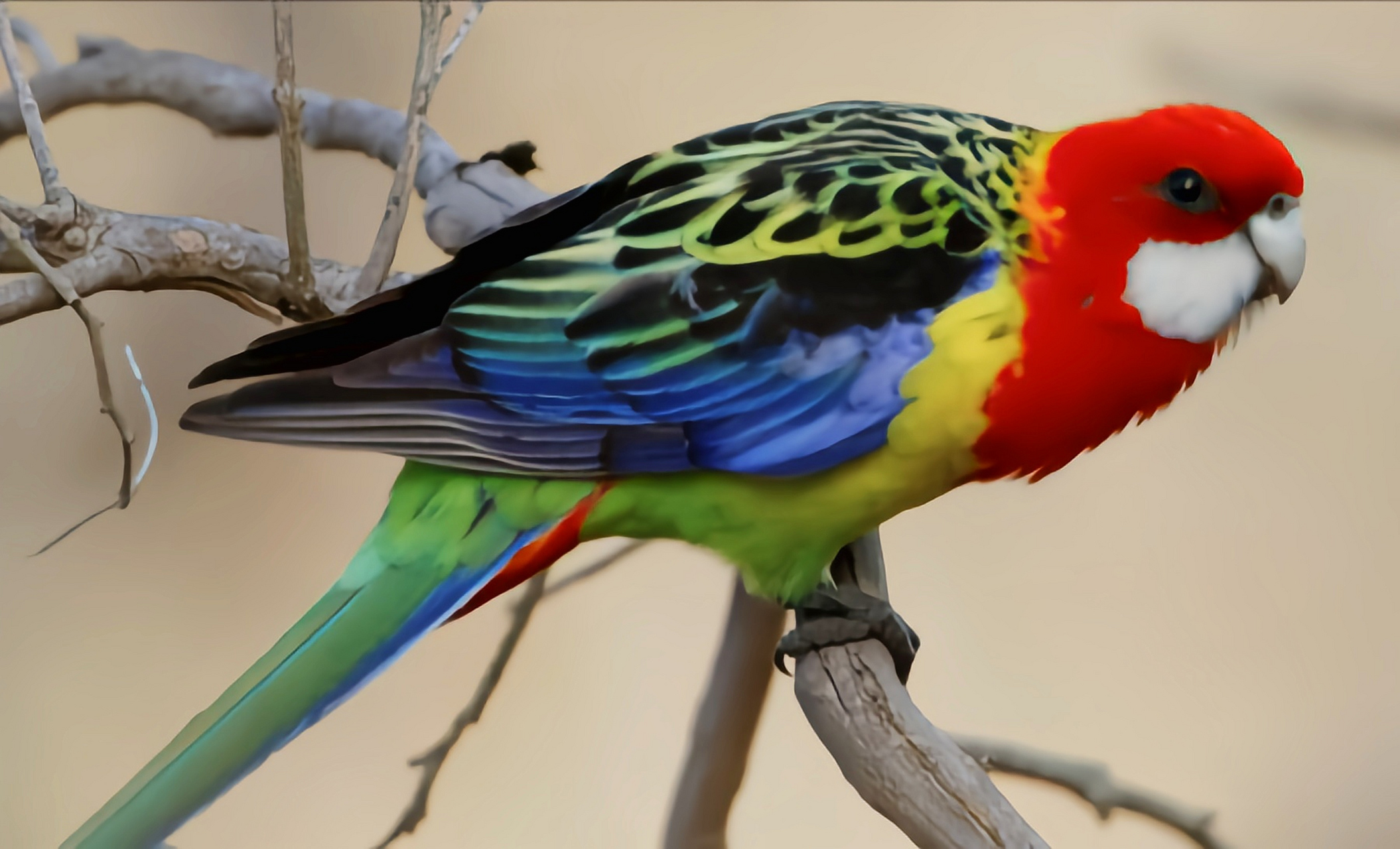 跨年创作挑战赛# 东玫瑰鹦鹉别名七草鹦鹉,是国内外常见的宠物浦种