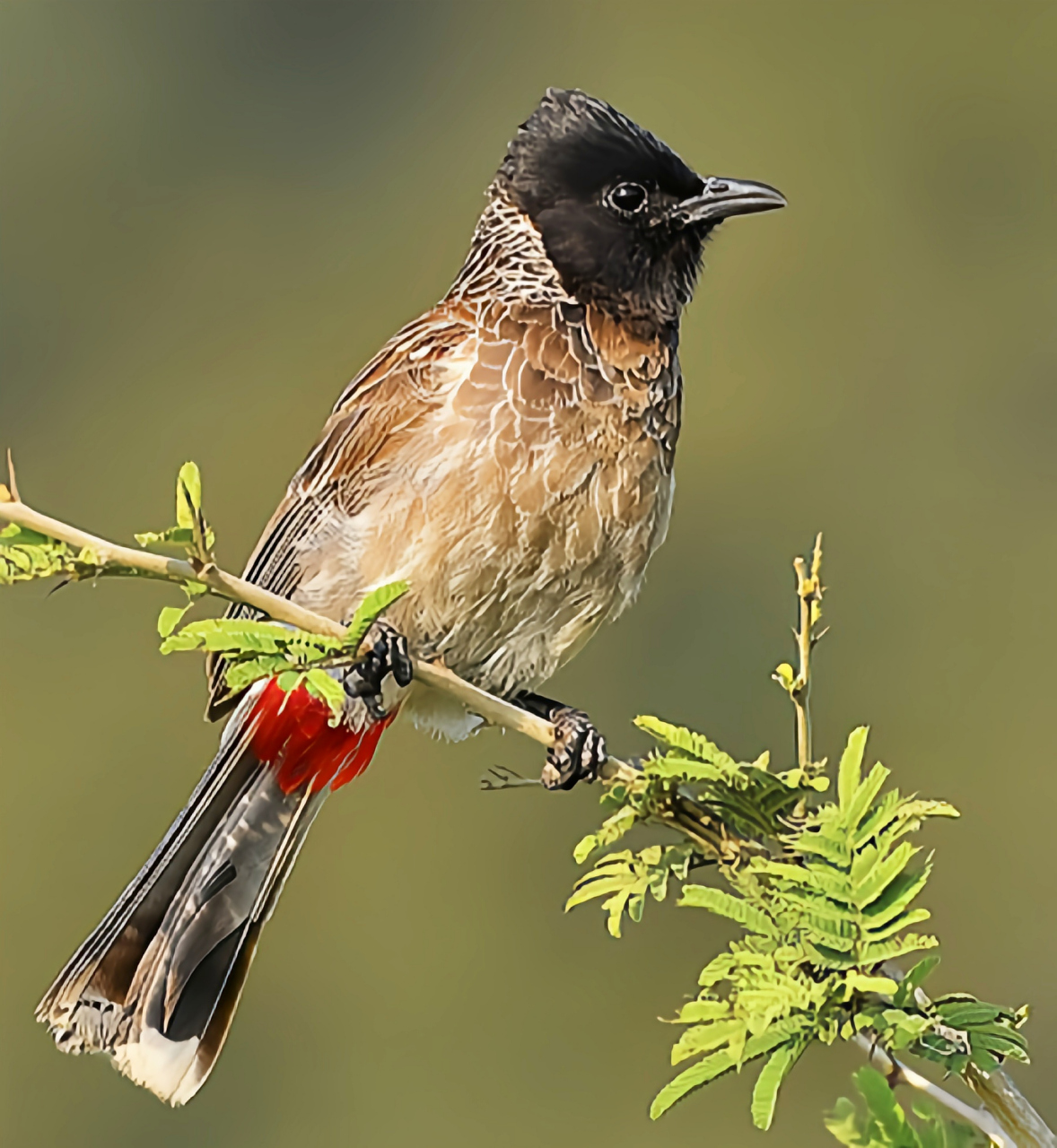 跨年创作挑战赛# 黑喉红臀鹎是生活在亚洲中部及南部海拔1000米以下