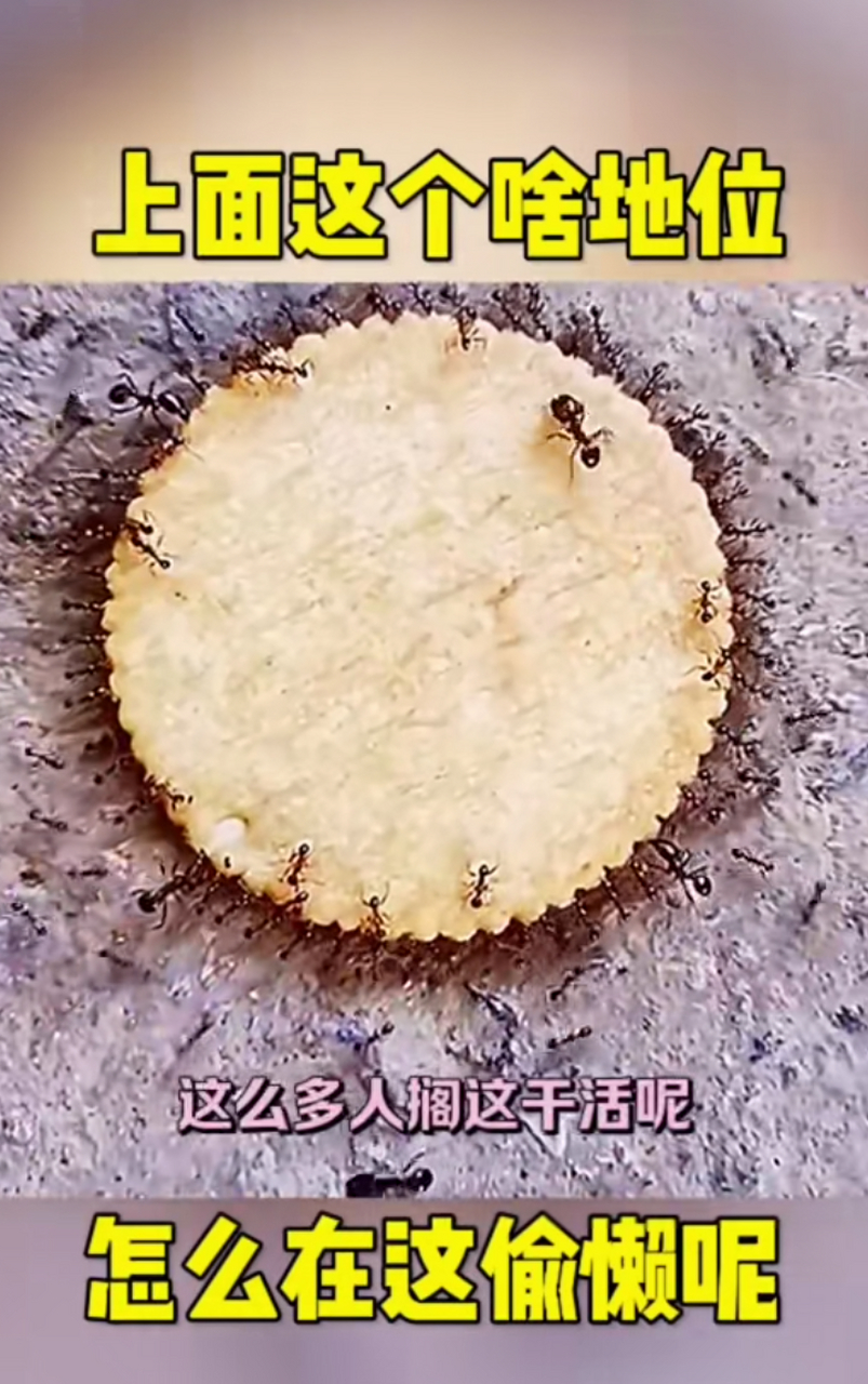 动物界的天花板!蚂蚁搬饼干,有干活的有坐轿的[嘿哈]