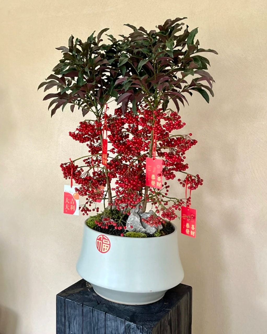 这次给你们带来的是非常可爱,寓意满满的富贵籽盆栽!