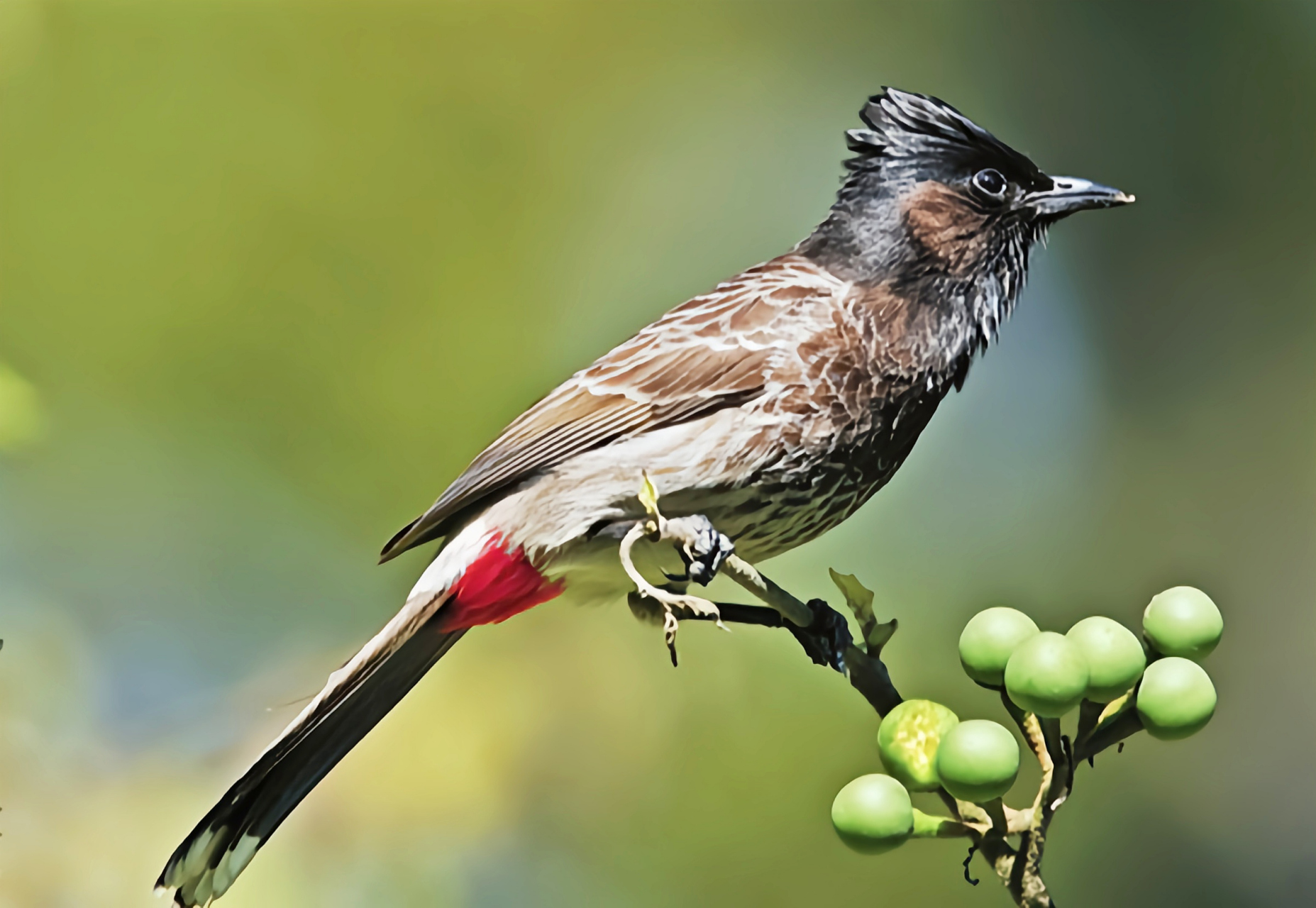 跨年创作挑战赛# 黑喉红臀鹎是生活在亚洲中部及南部海拔1000米以下
