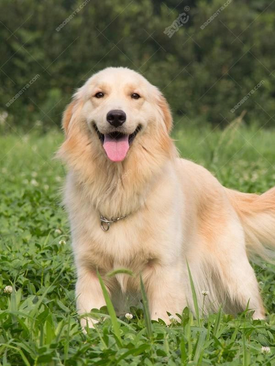金毛寻回犬,原产英国,又称黄金猎犬,毛发浓密,柔软,毛色呈有光泽的金