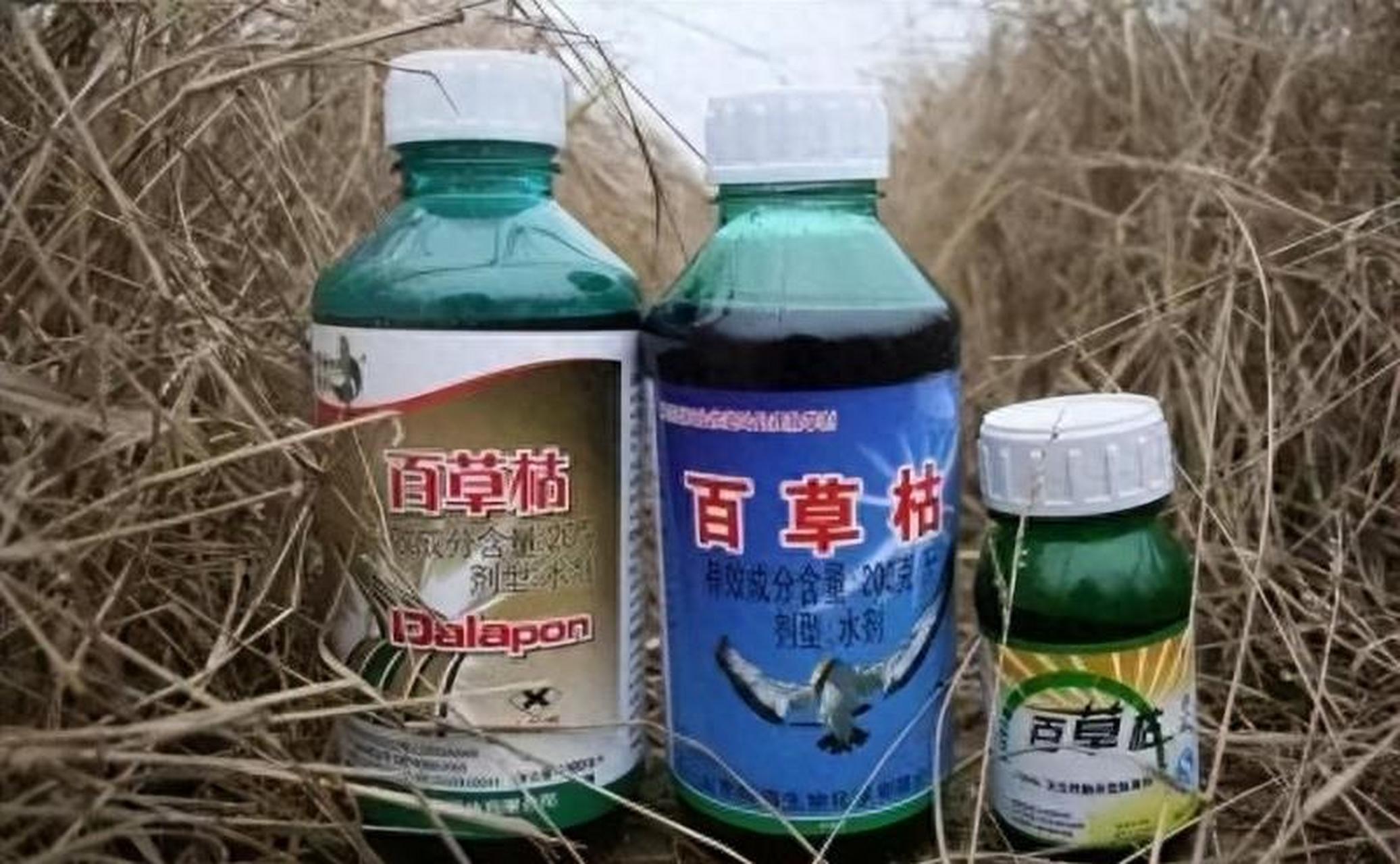 百草枯是备受农民欢迎的除草剂,因价格低廉,效果显著而受到广泛欢迎.