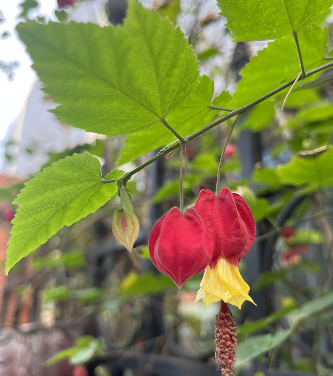 红艳艳的灯笼花争香奇艳地开放着