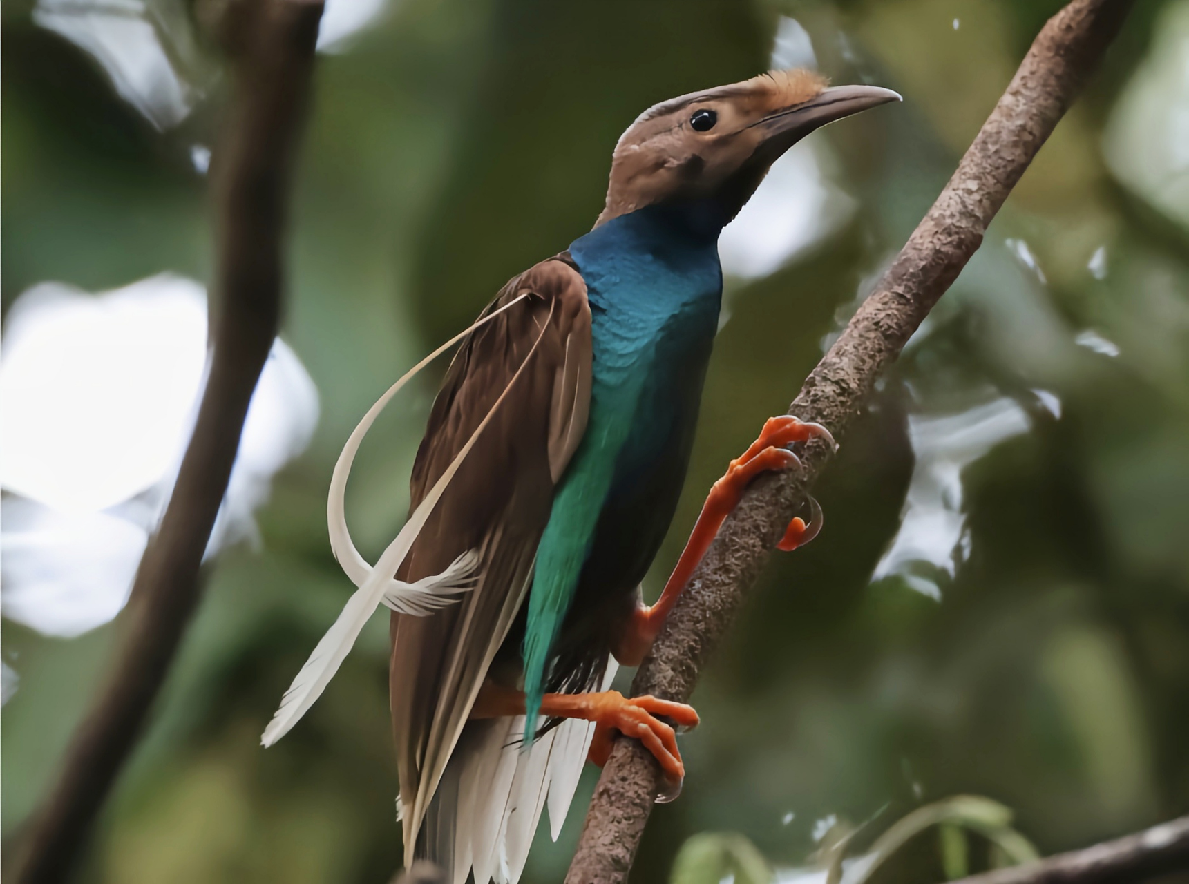 跨年创作挑战赛# 幡羽极乐鸟分布于华莱士区以东,巴布亚新几内亚以西