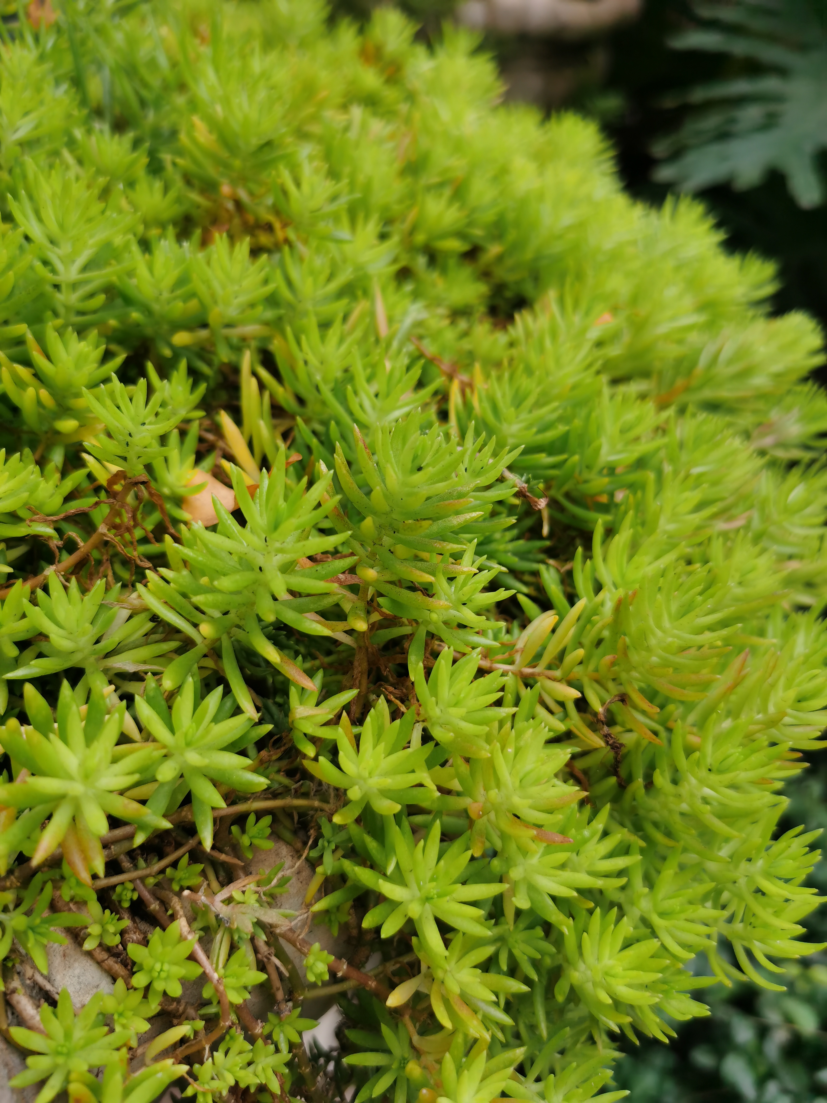 虽然知道吃外卖不好,和碳酸饮料不好,但平时孩子偶尔