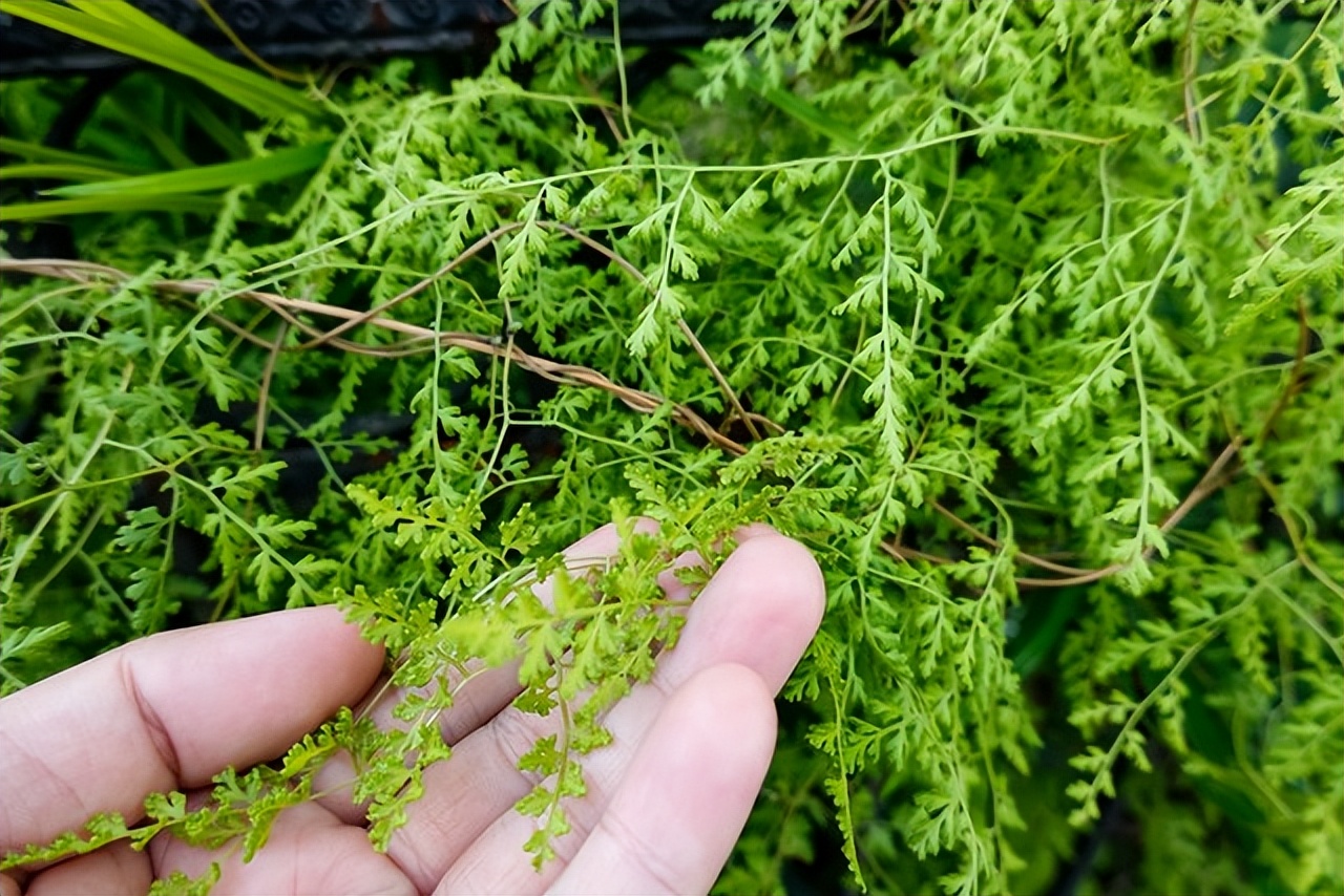 路边常见植物海金沙,孢子粉价值珍贵,高达500元一斤,别错过