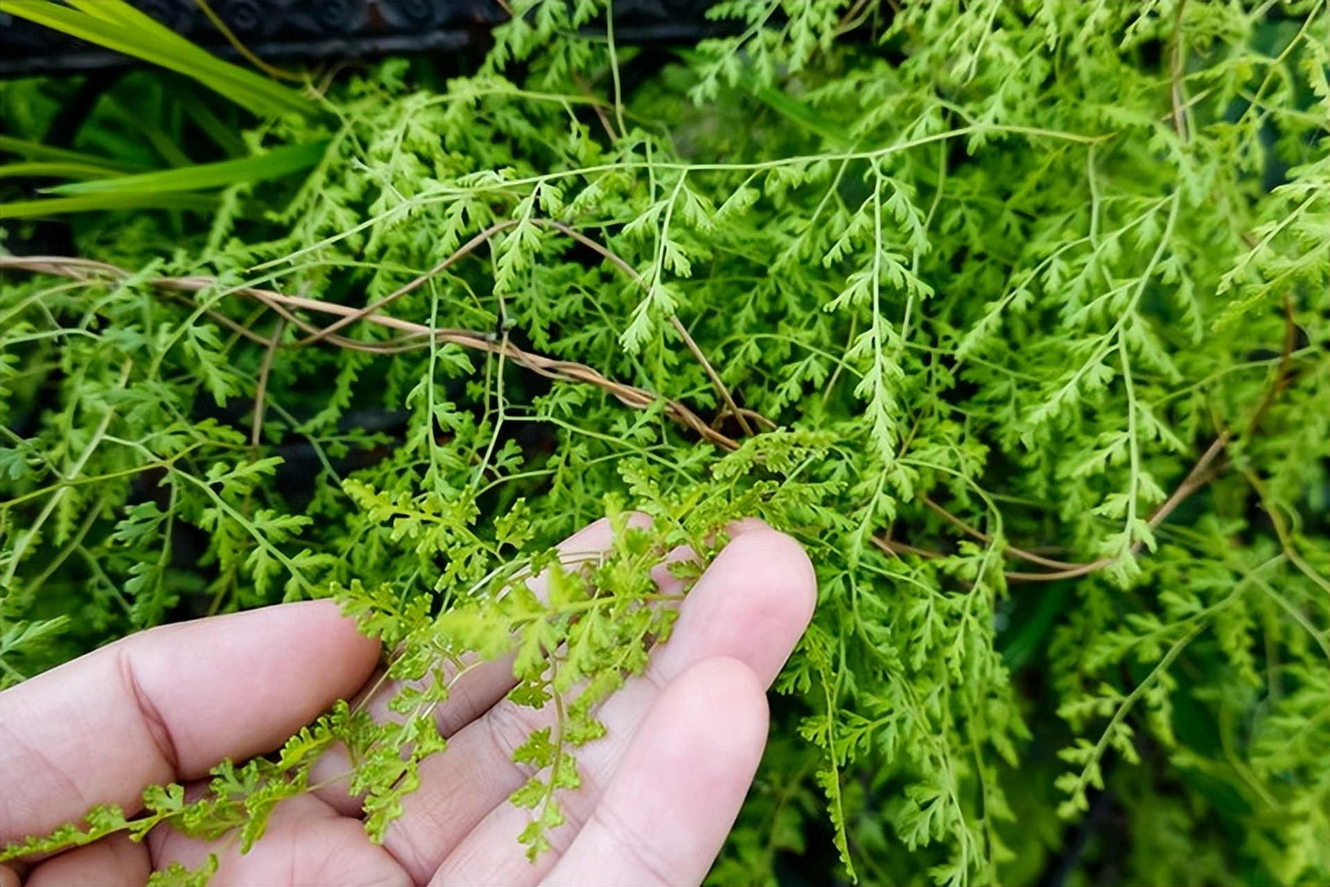 海金沙的孢子粉,既是中药珍宝也是治尿路感染神器!