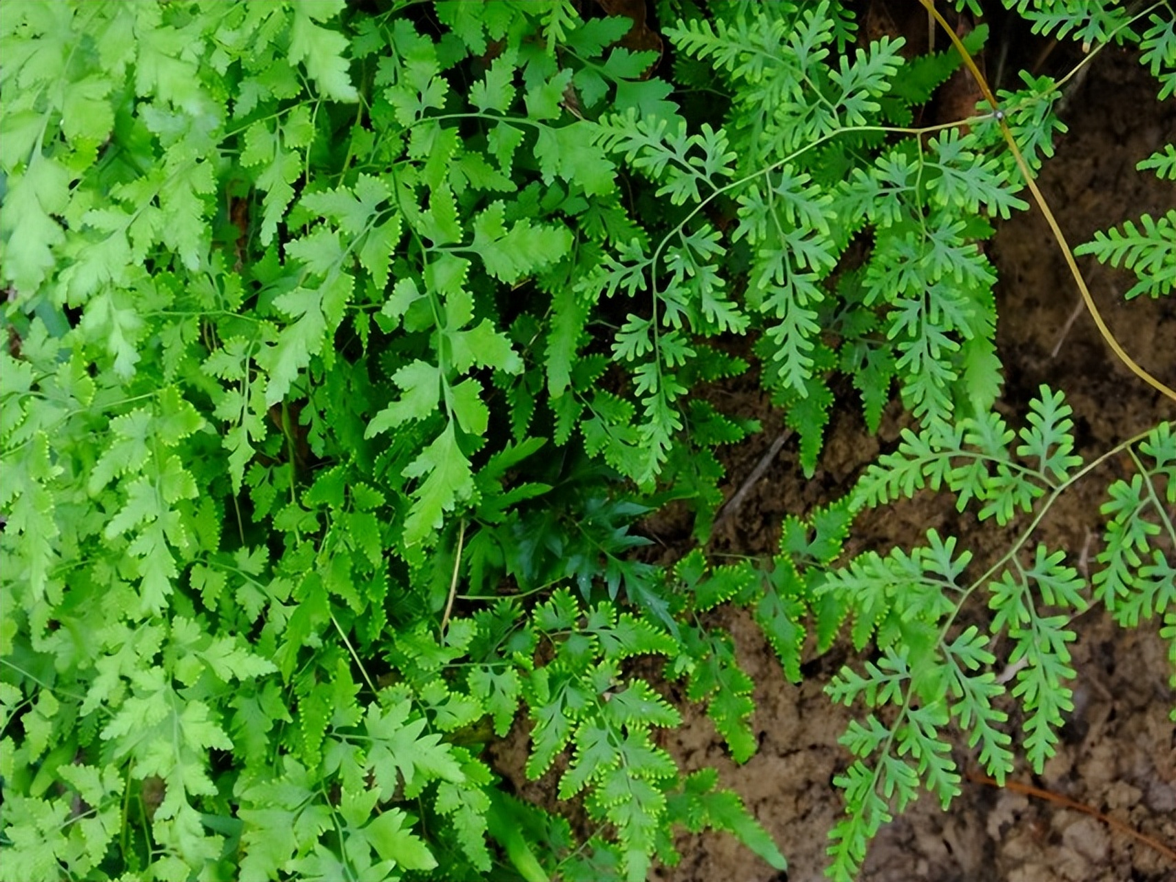 海金沙的孢子粉,既是中药珍宝也是治尿路感染神器!