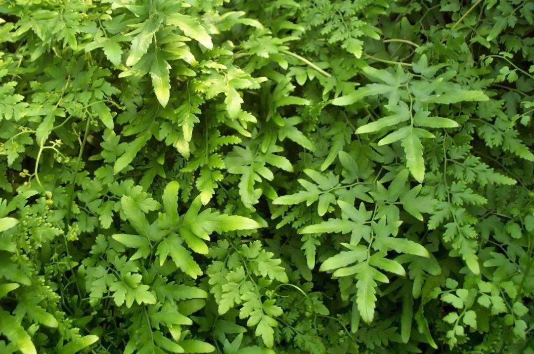 路边常见植物海金沙,孢子粉价值珍贵,高达500元一斤,别错过