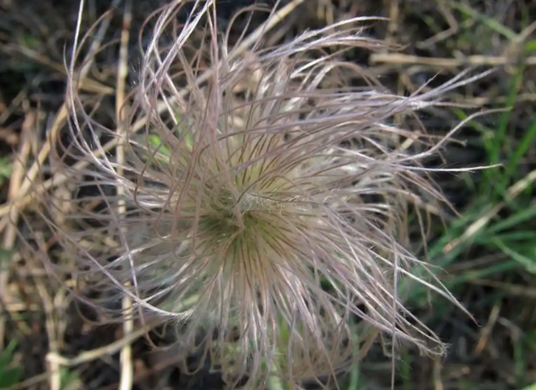 白头翁的自然特点白头翁是一种农村中常见的珍贵草本植物,它的植株上