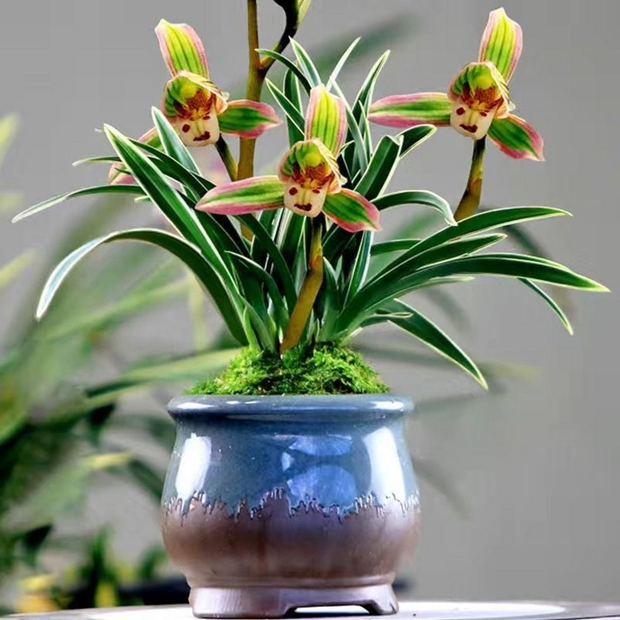 矮种兰花帝王妃是一种珍贵的兰花品种,需要透气性好,排水性佳的盆土