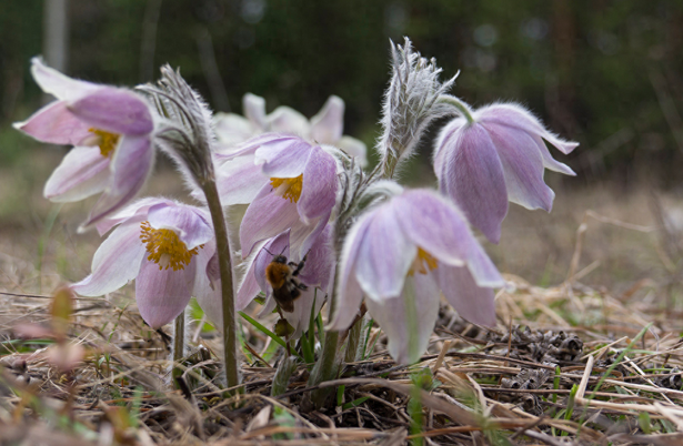 白头翁,又称白头公,白头草,有2大功效,农民朋友要了解!