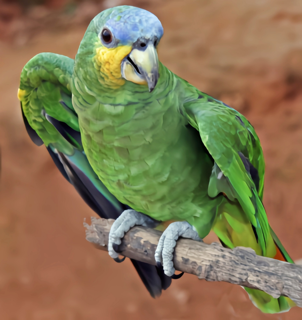 跨年创作挑战赛# 蓝顶亚马逊鹦鹉非常聪明能够很快学会说话,它们的