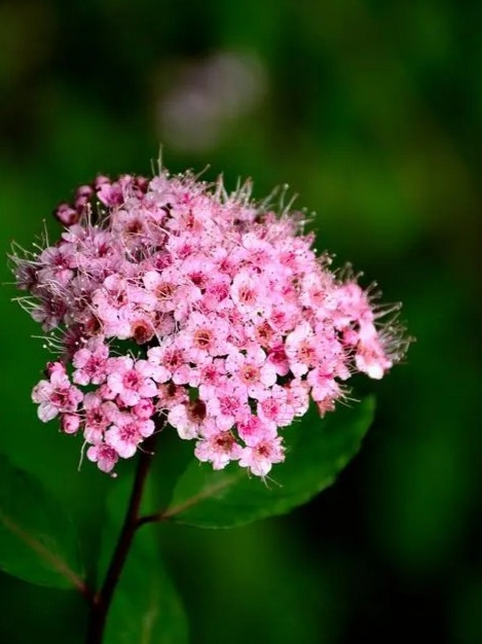 别名蚂蟥梢,火烧尖,日本绣线菊,属于蔷薇科,绣线菊属的直立灌木.