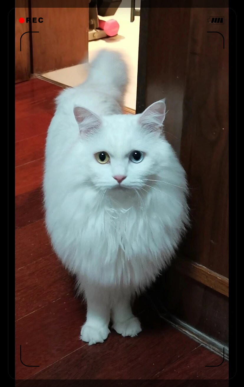 山东狮子猫是一种可爱至极的猫咪  它们纯白的毛发和异瞳的眼睛吸引了